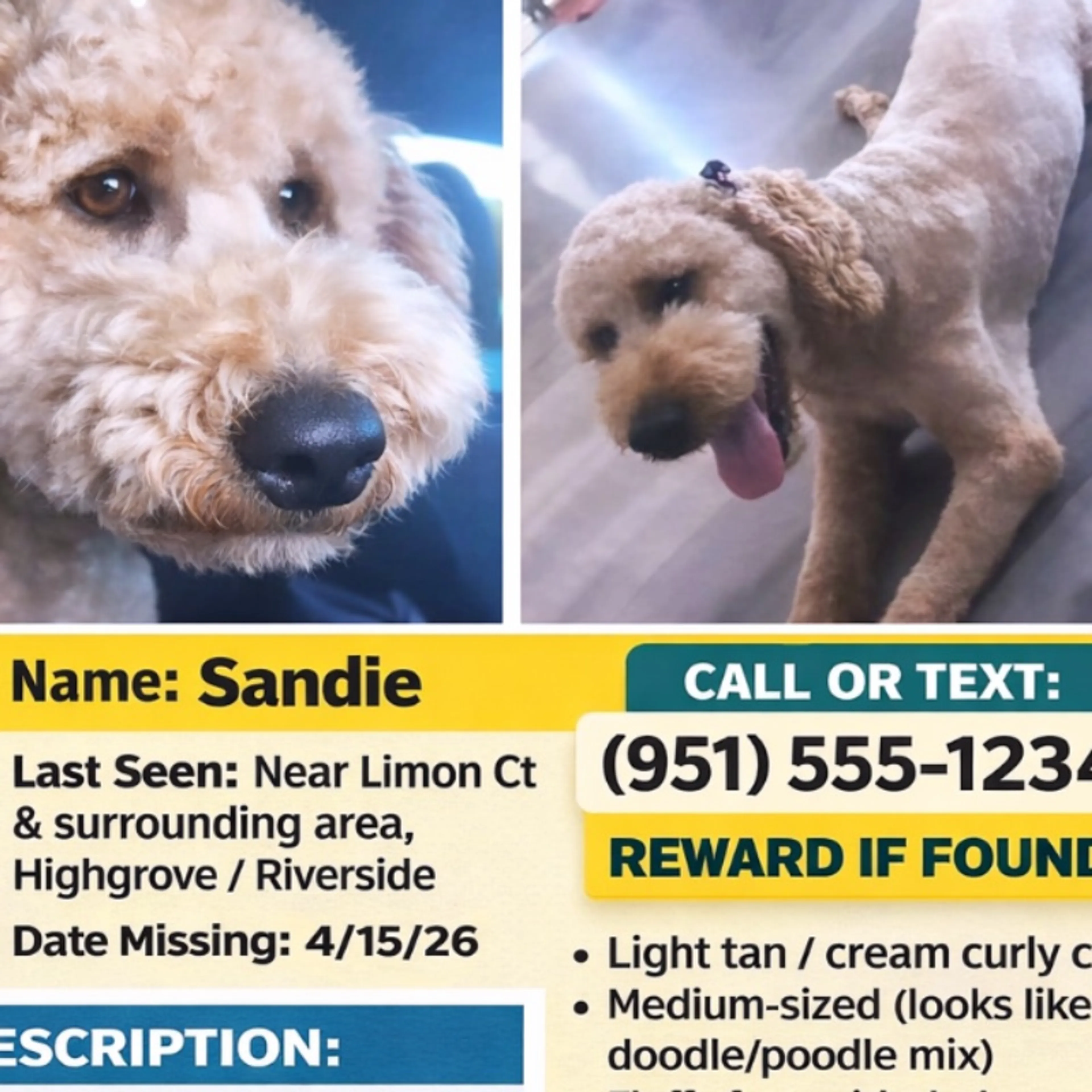 Lost pet