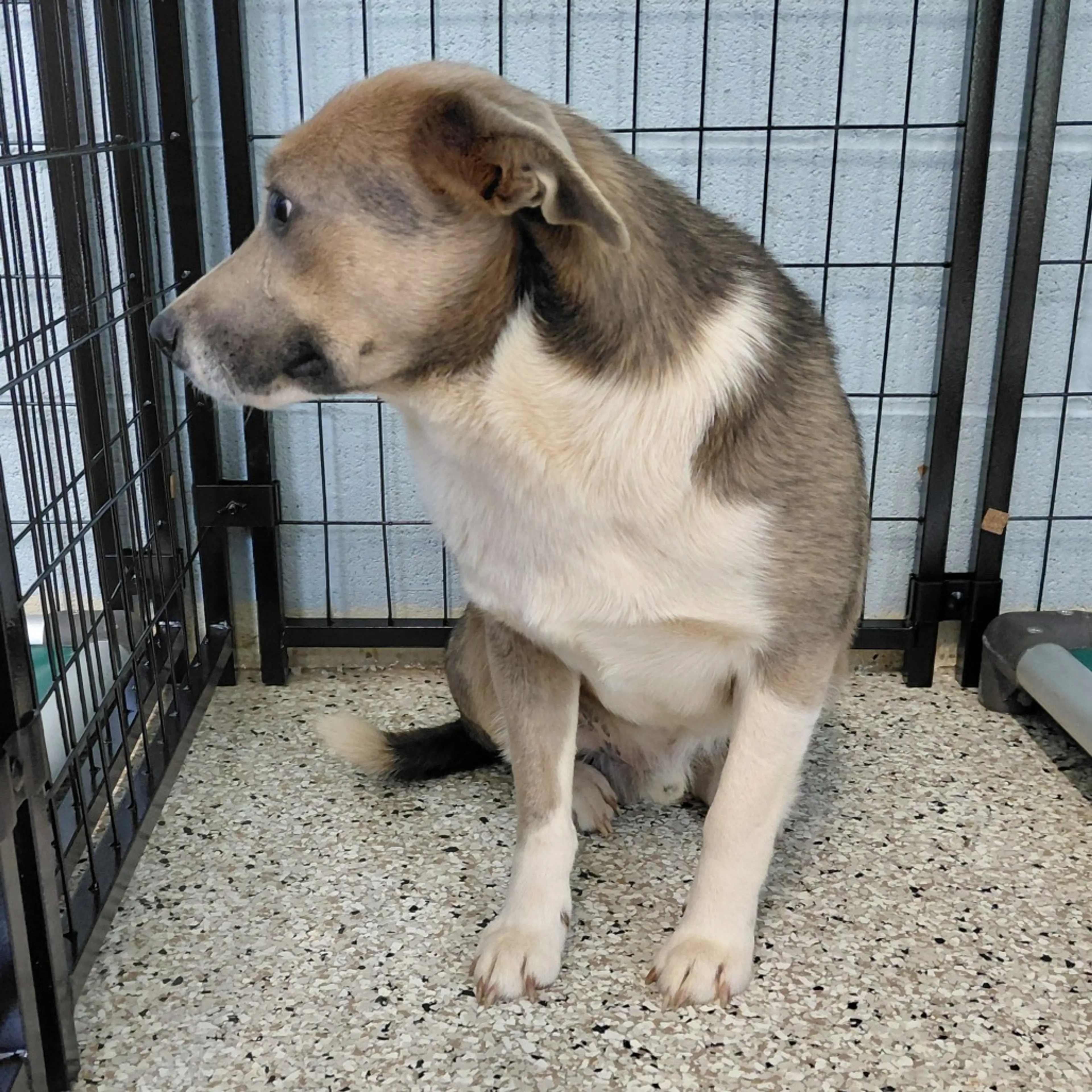 Found pet-1