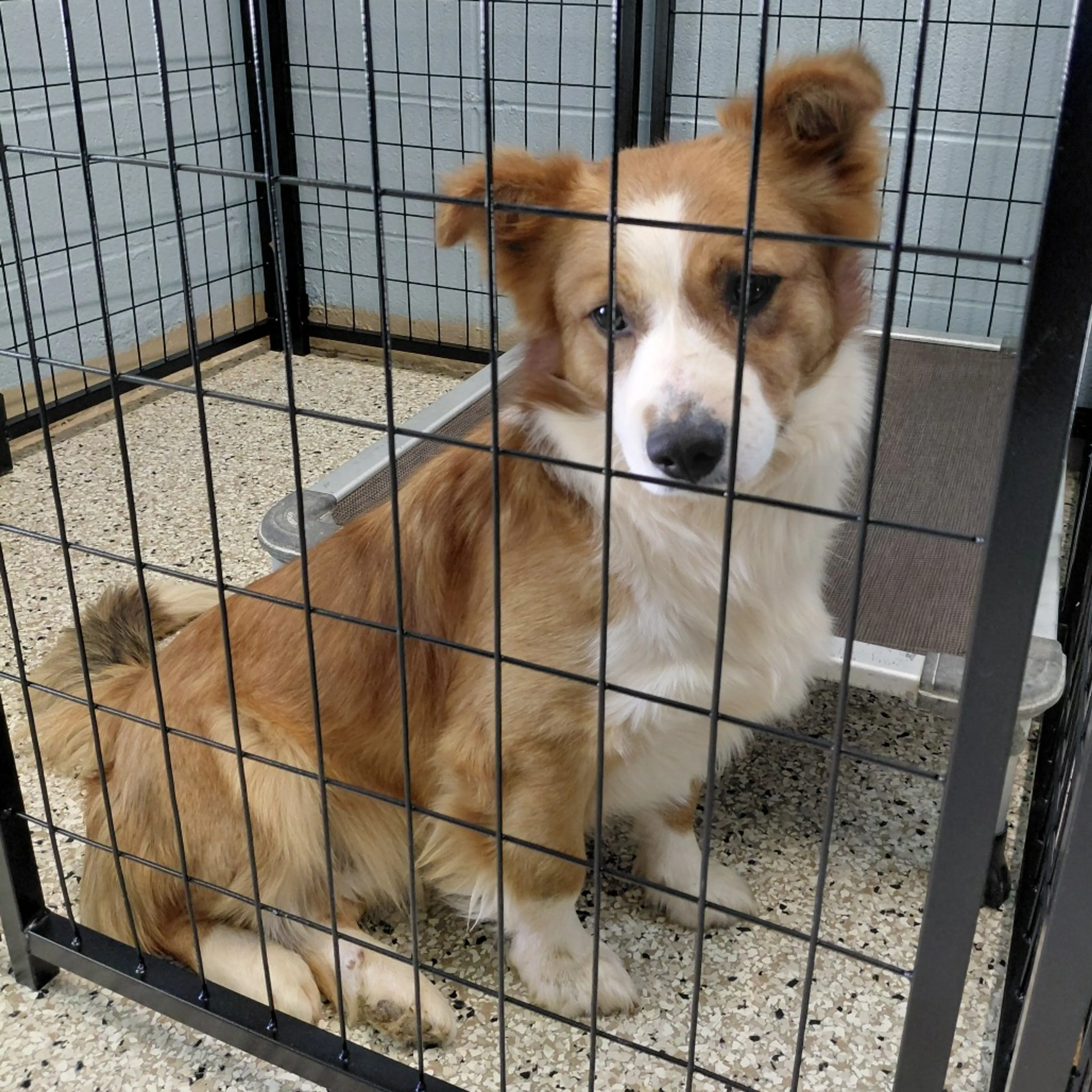 Found pet-1