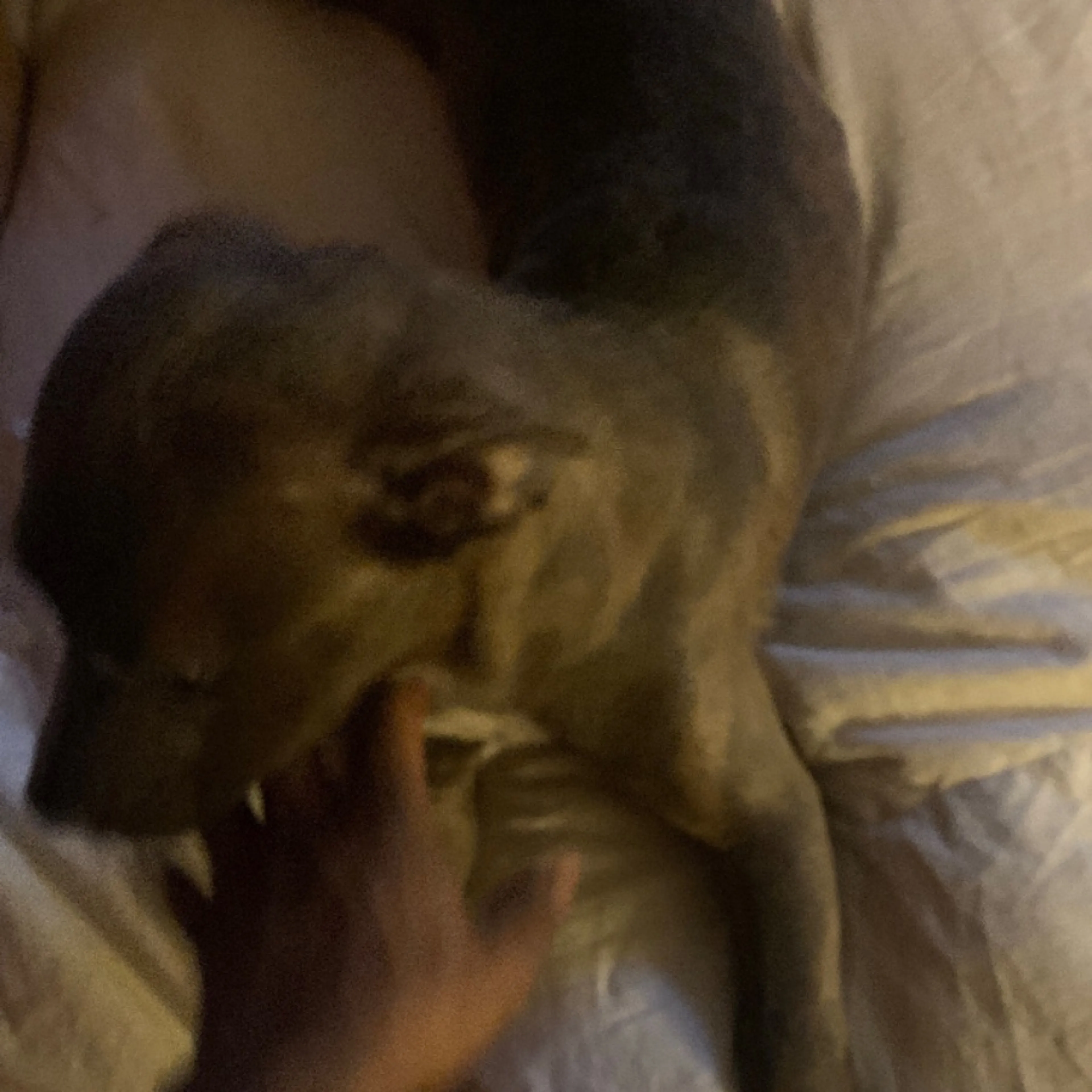 Lost pet-0