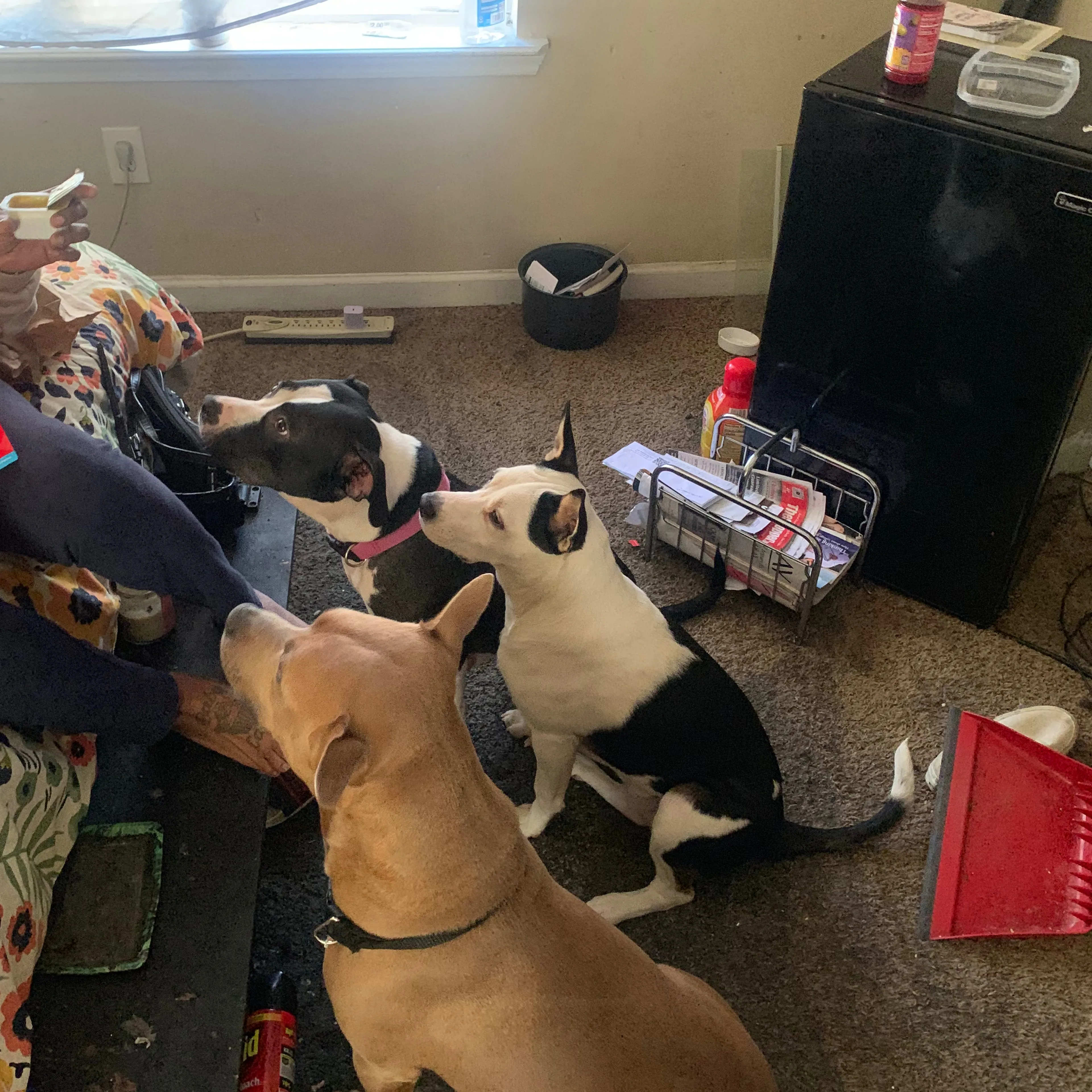 Lost pet-3