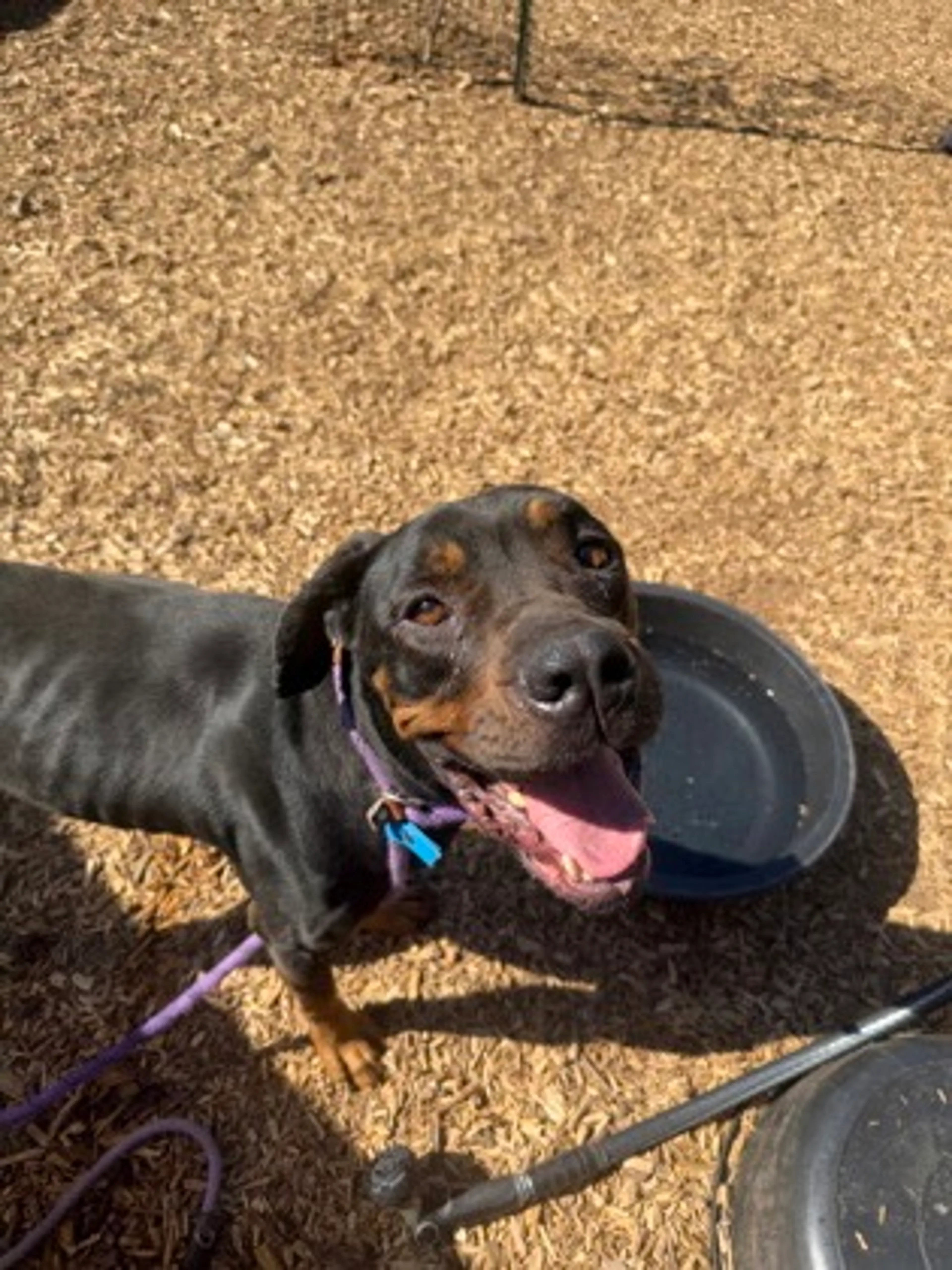 Found pet