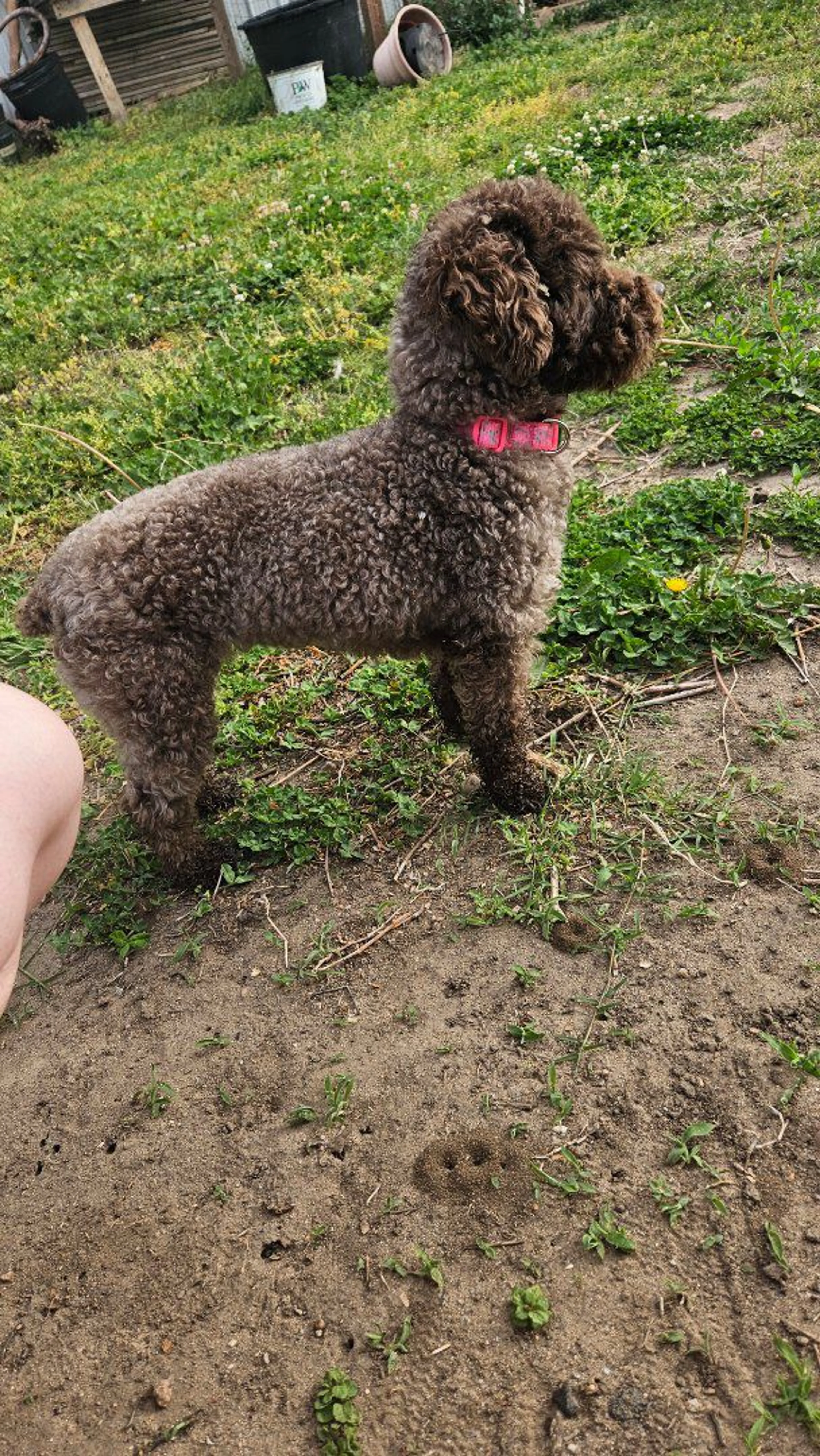 Lost pet-1