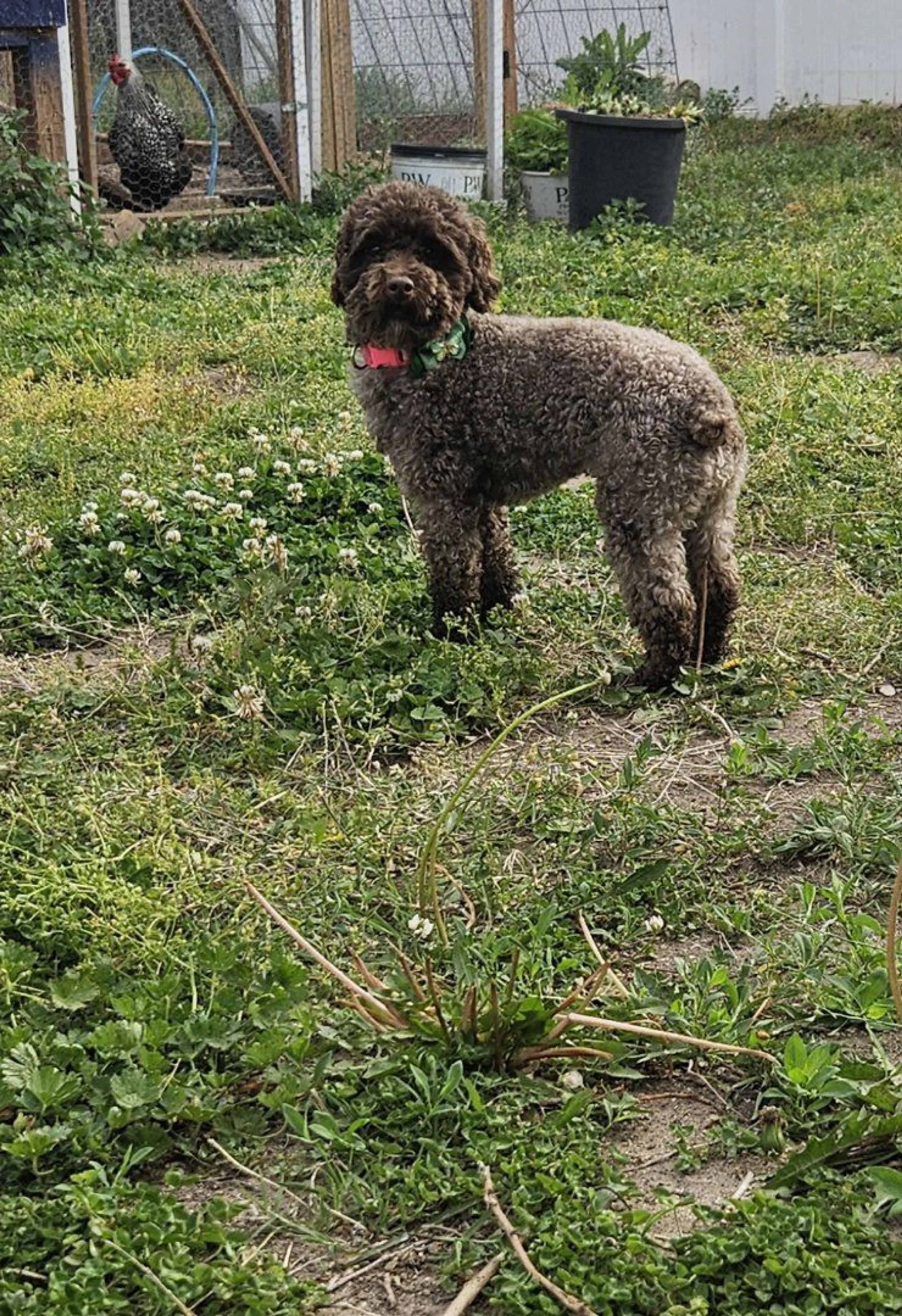 Lost pet-0