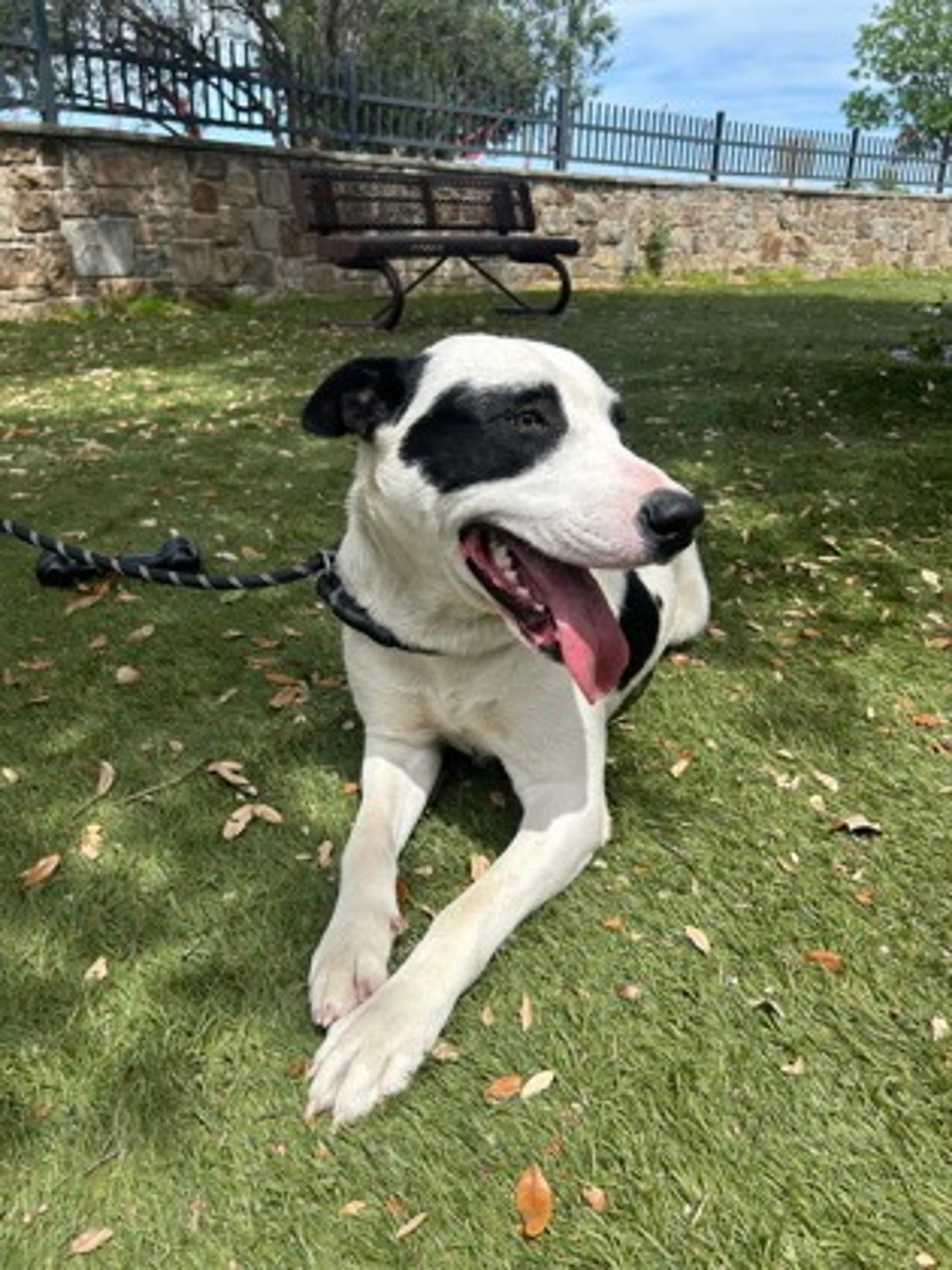 Found pet-1