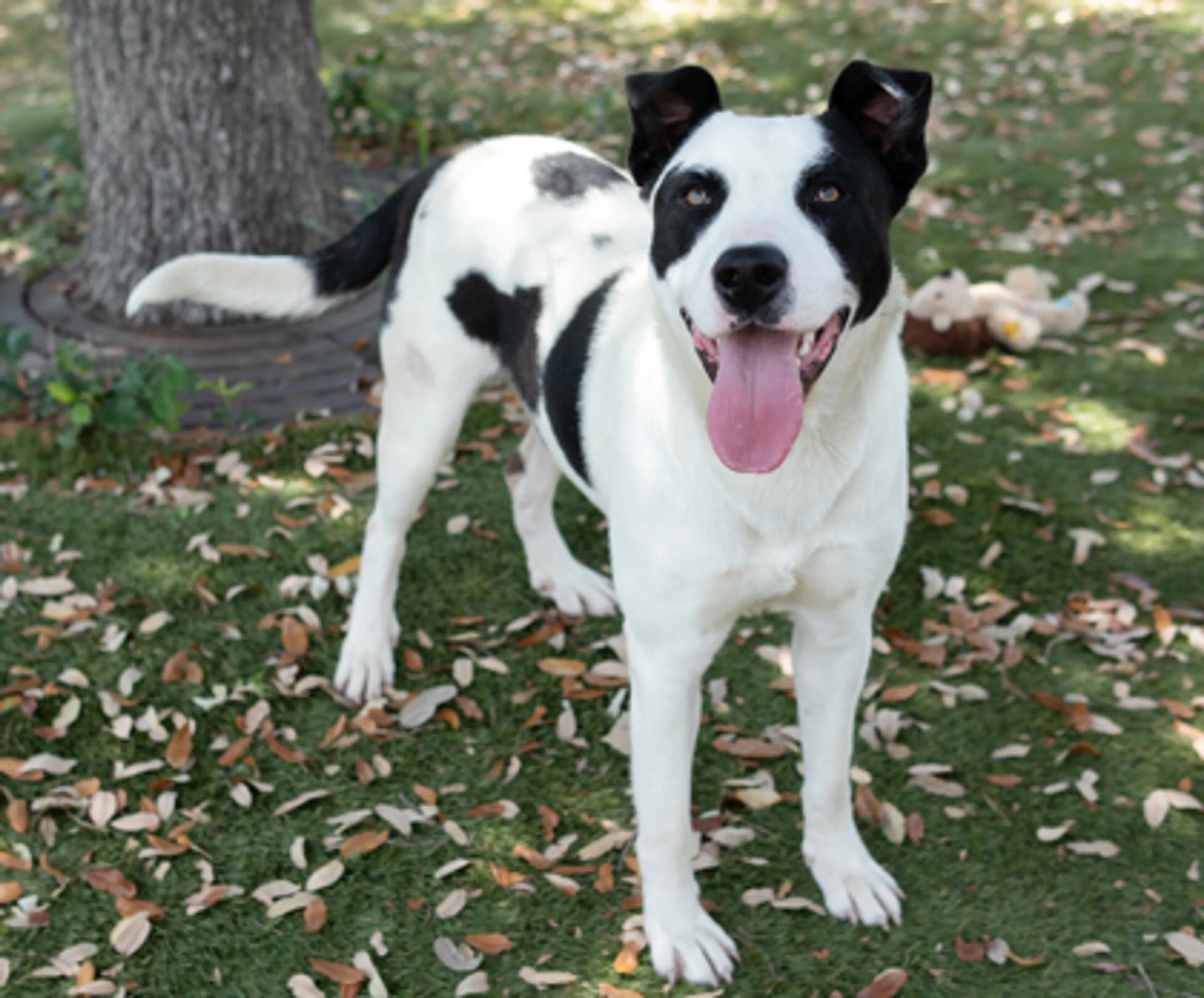 Found pet-2