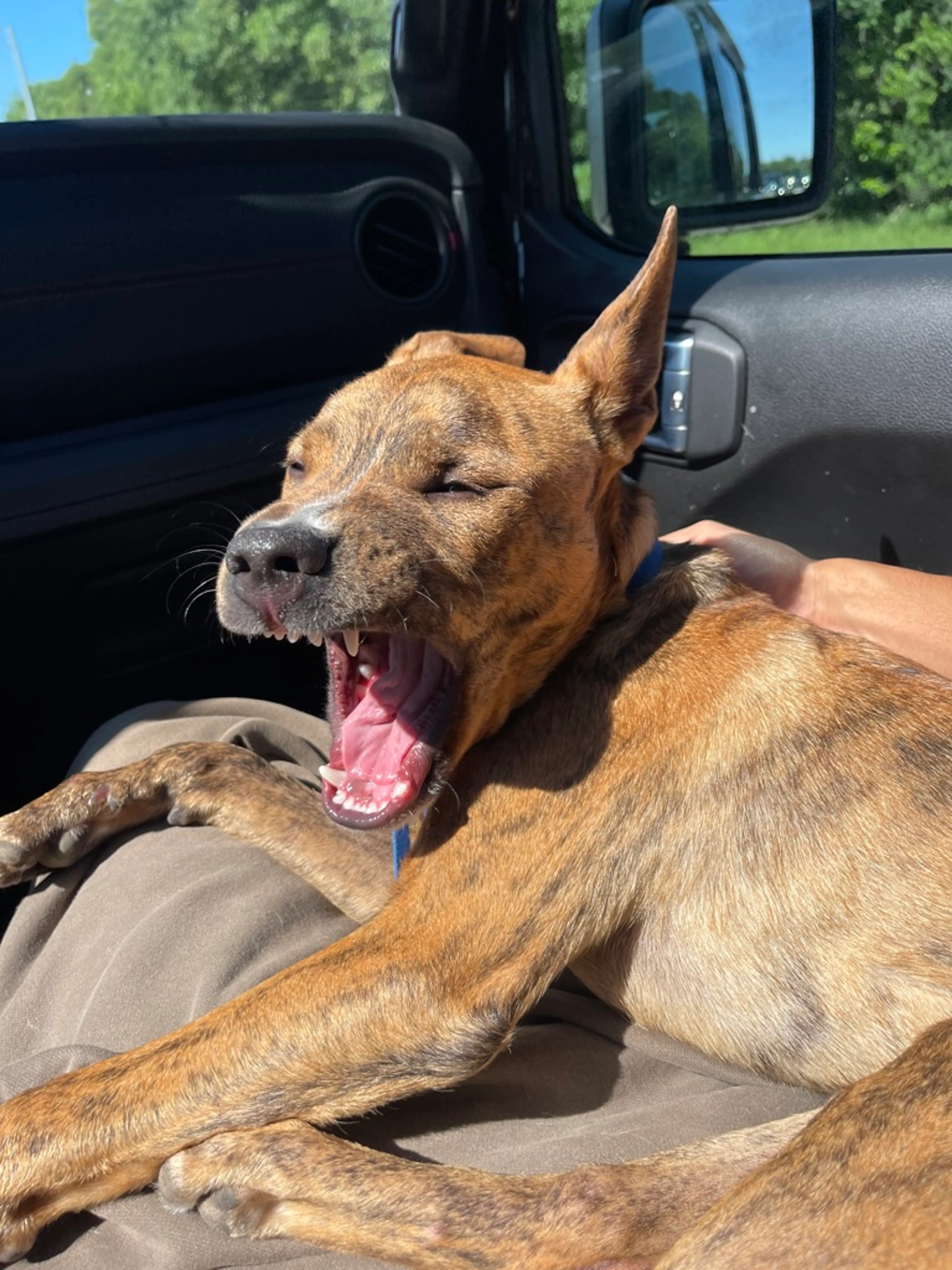Found pet-2