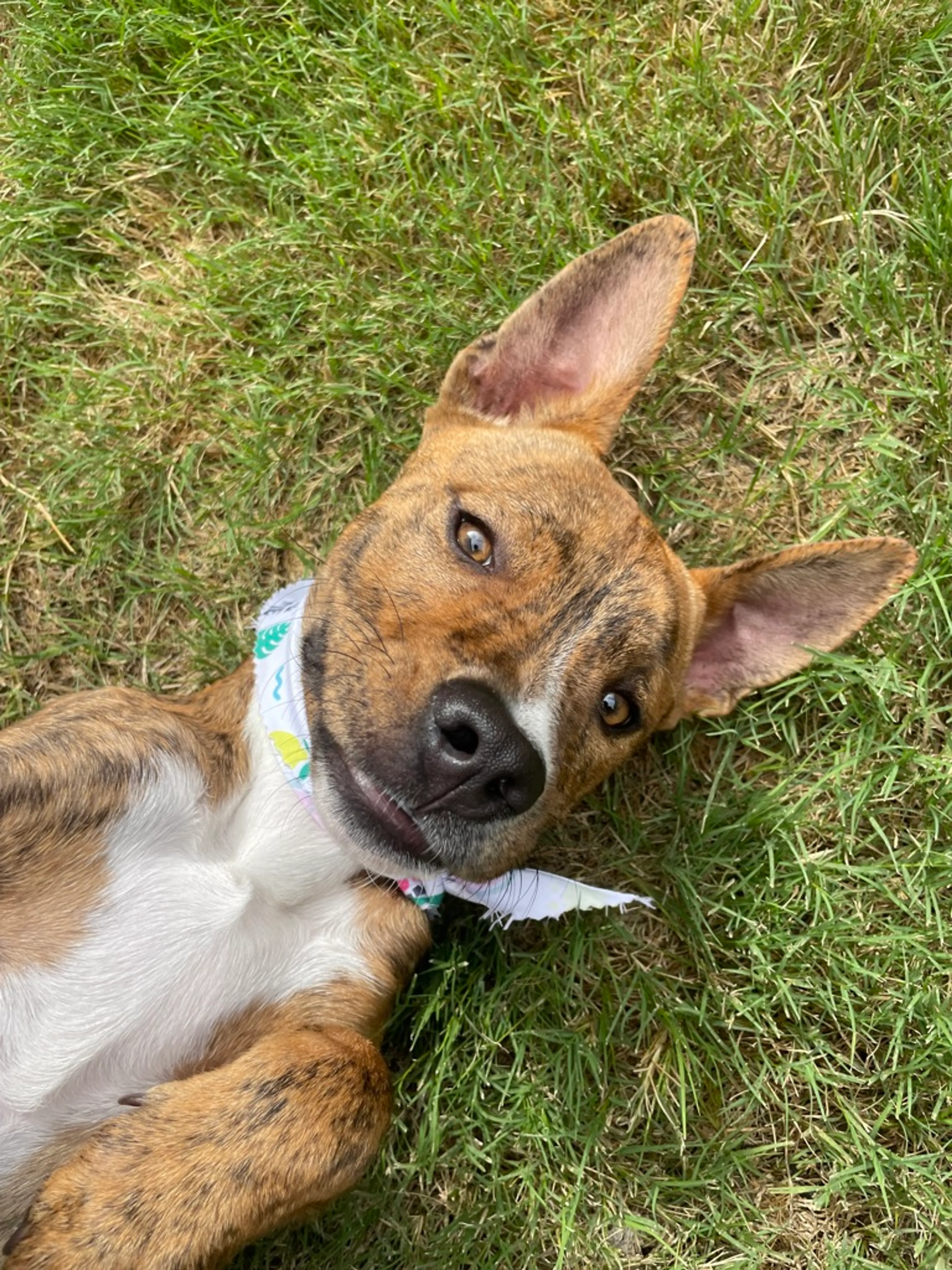 Found pet-3