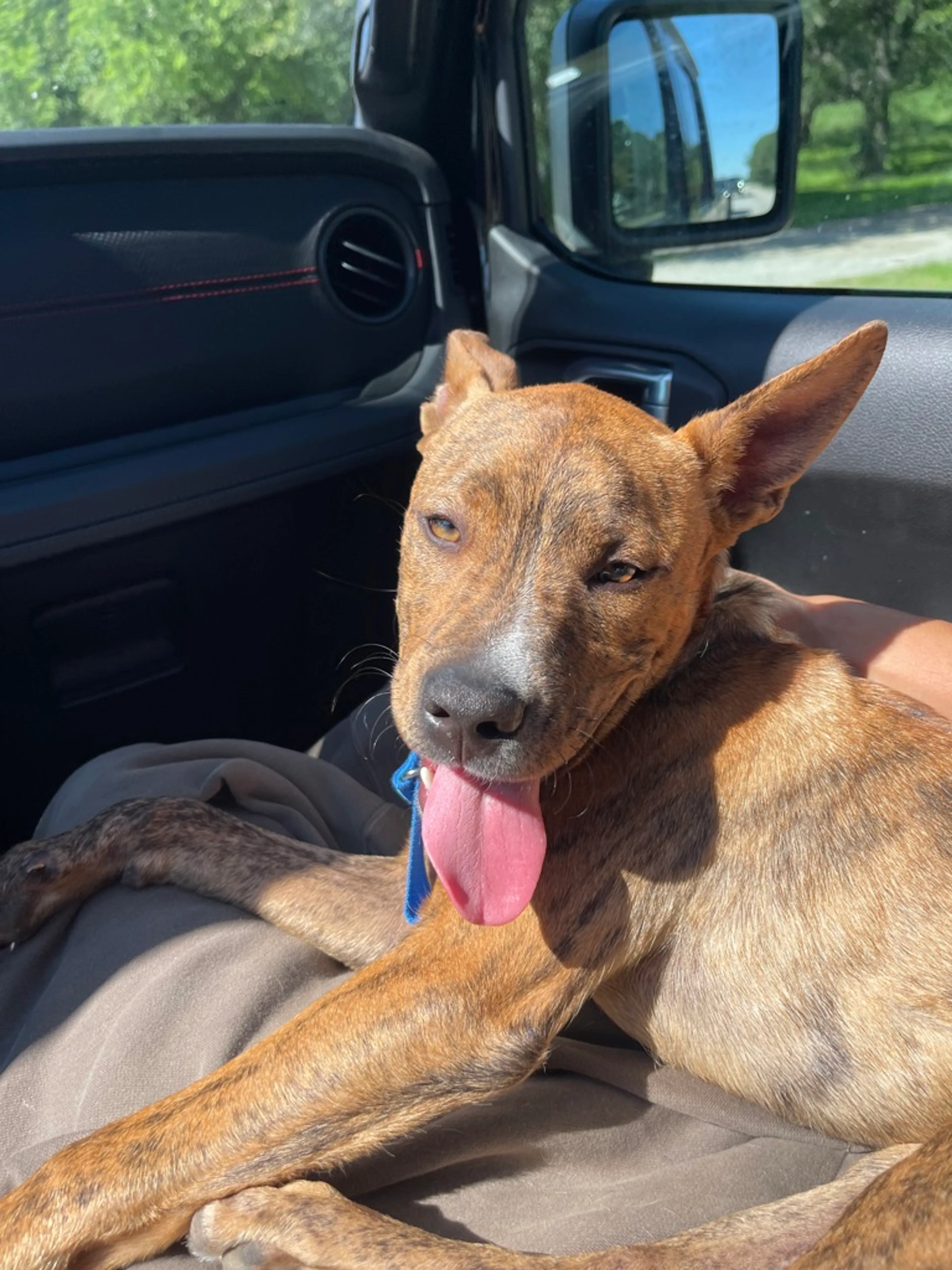 Found pet-1