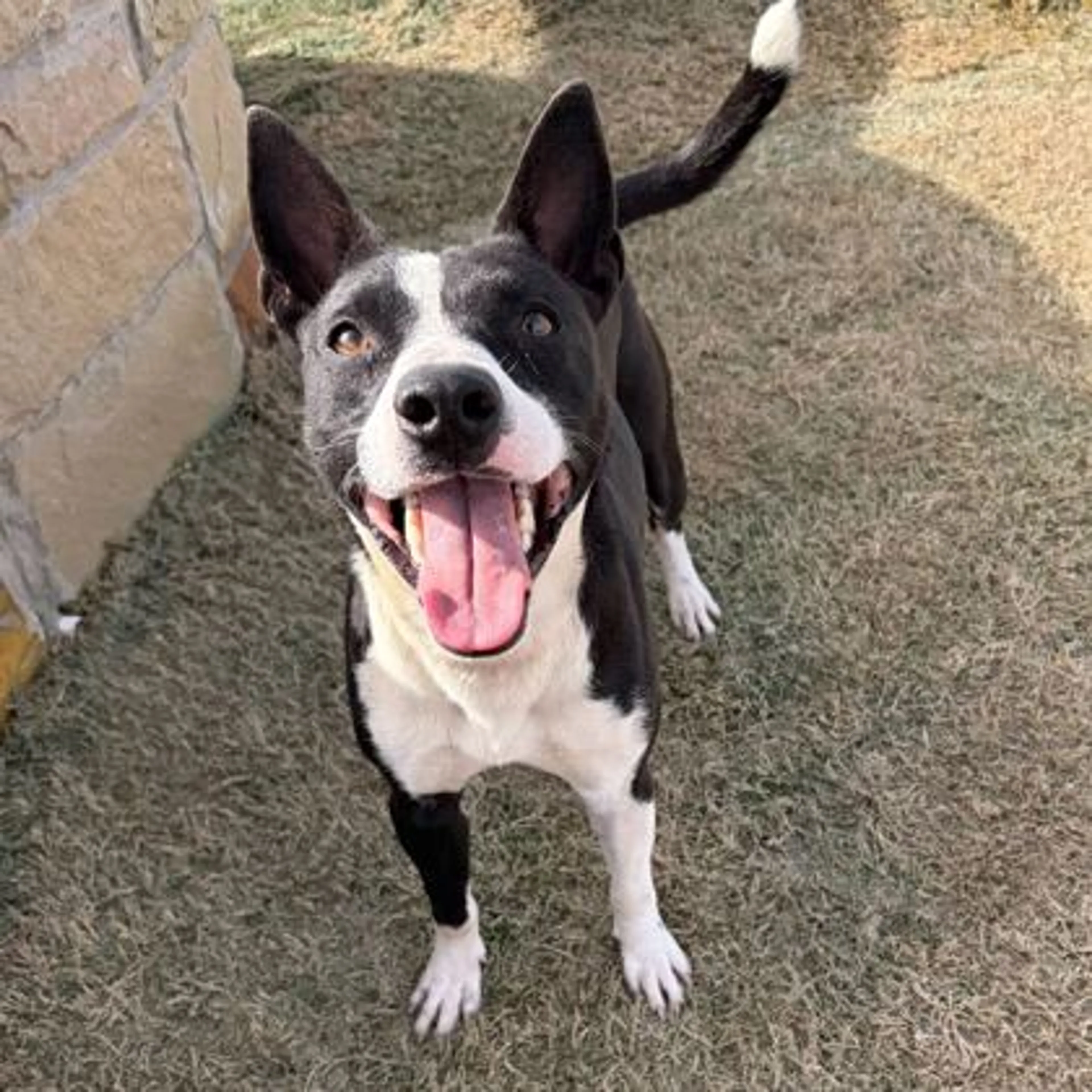 Found pet