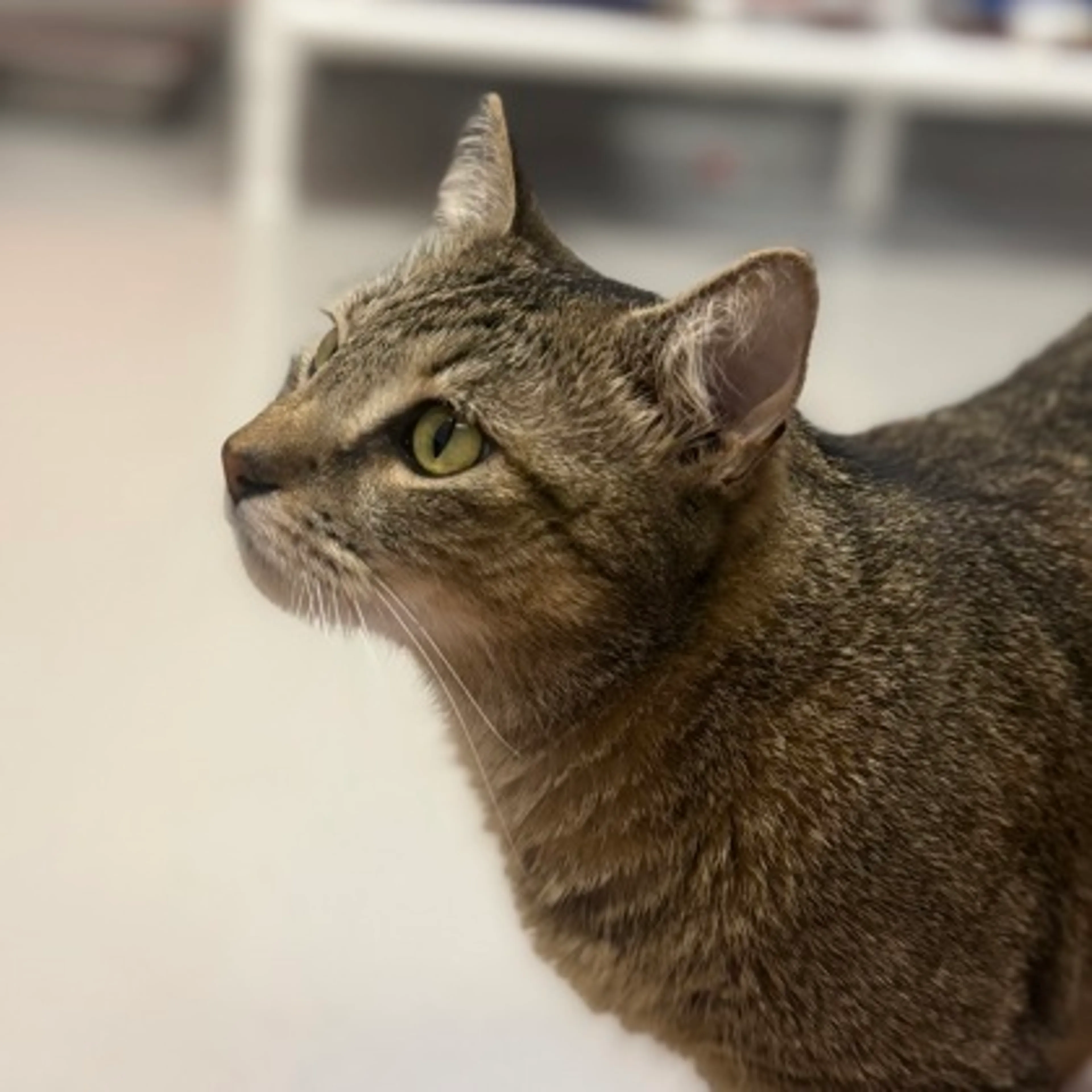 Found pet-2