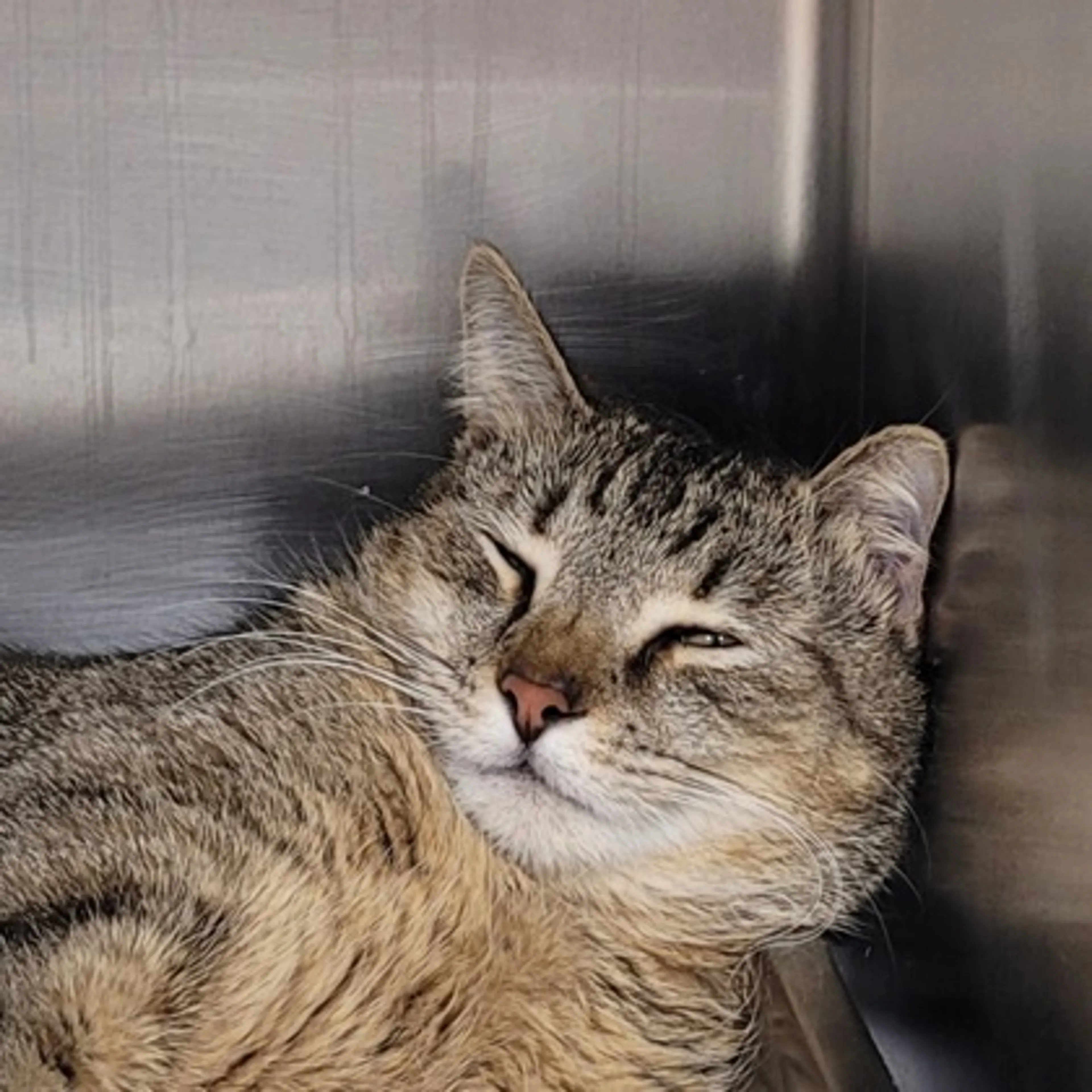Found pet-1