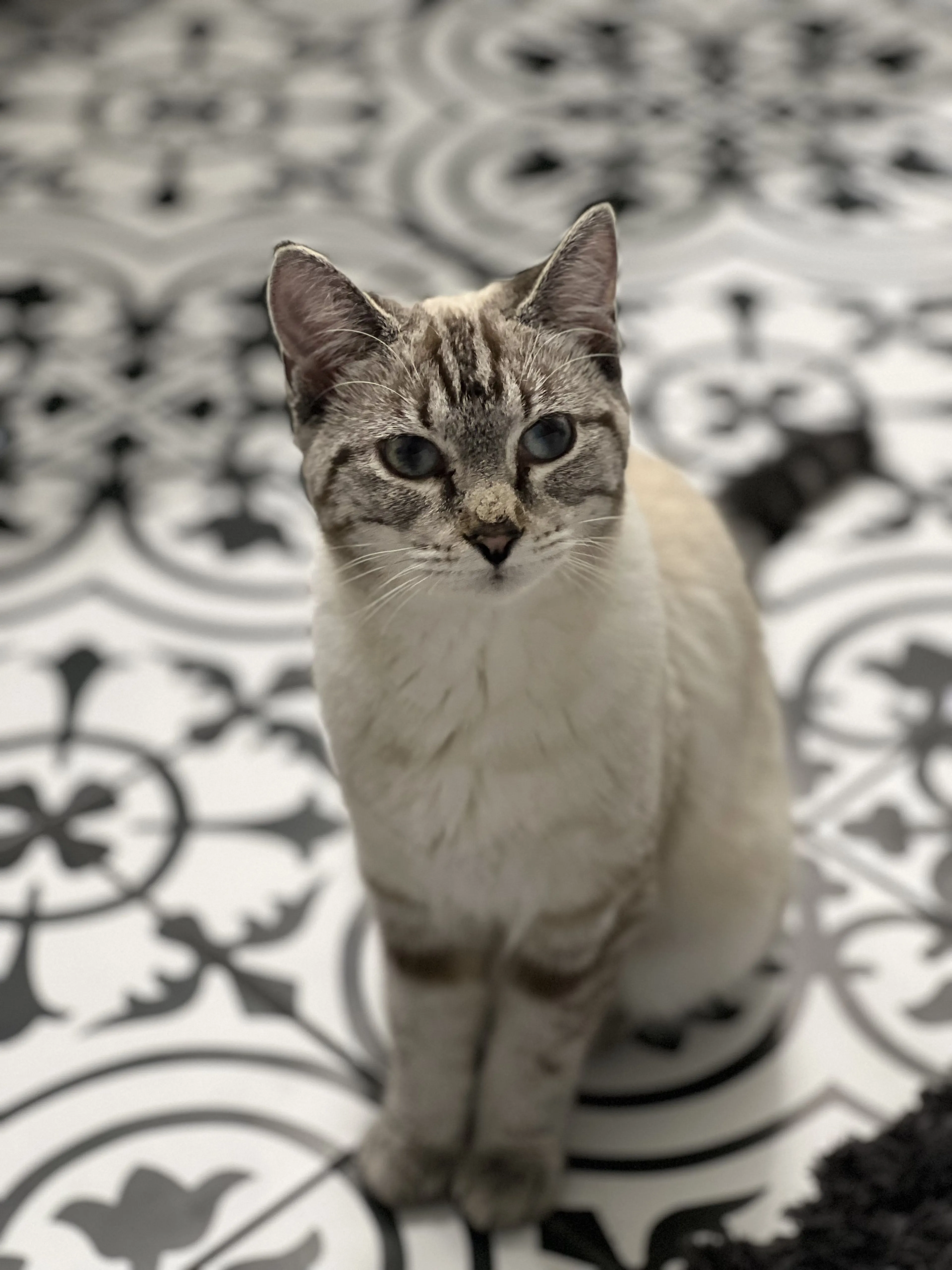 Lost pet