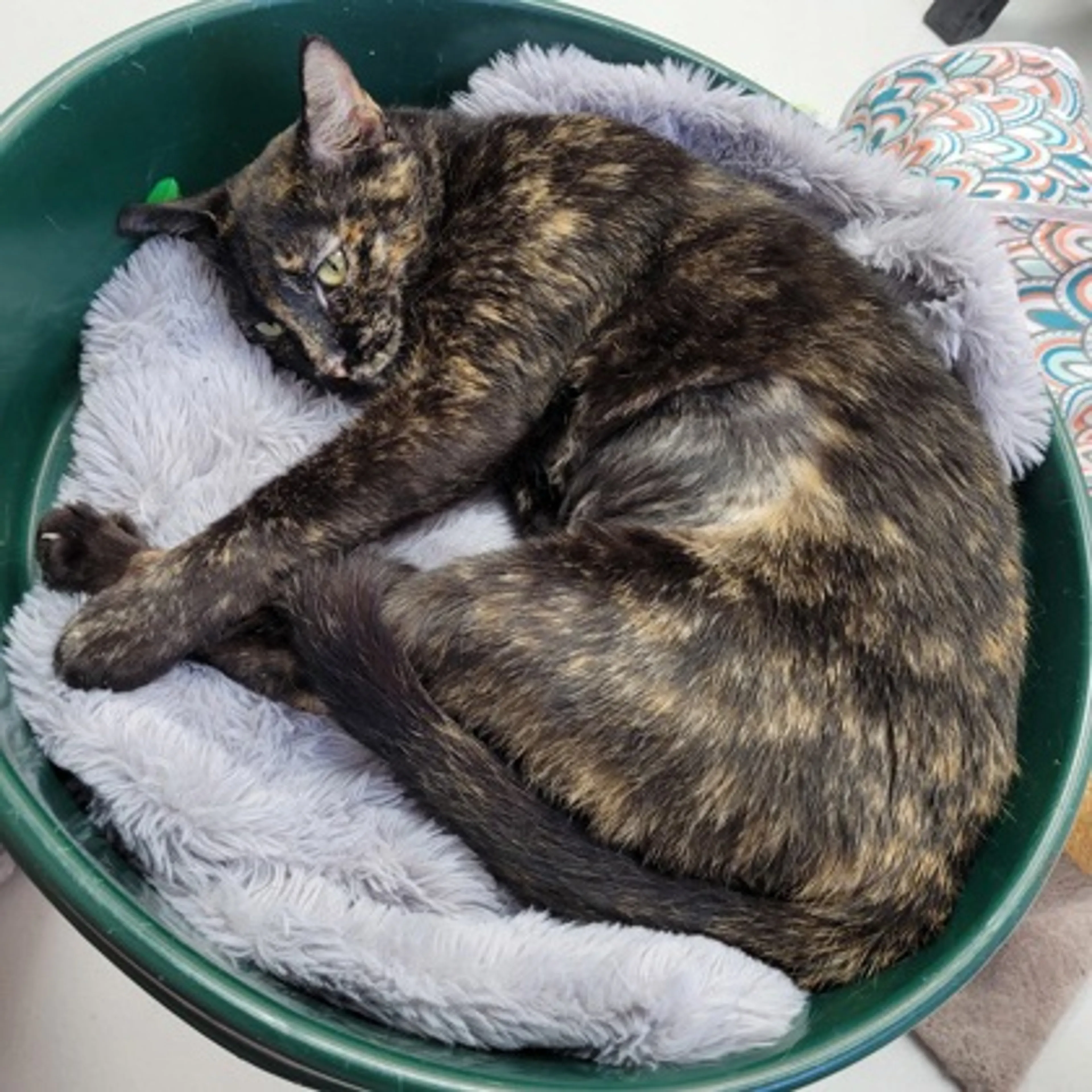 Found pet-2
