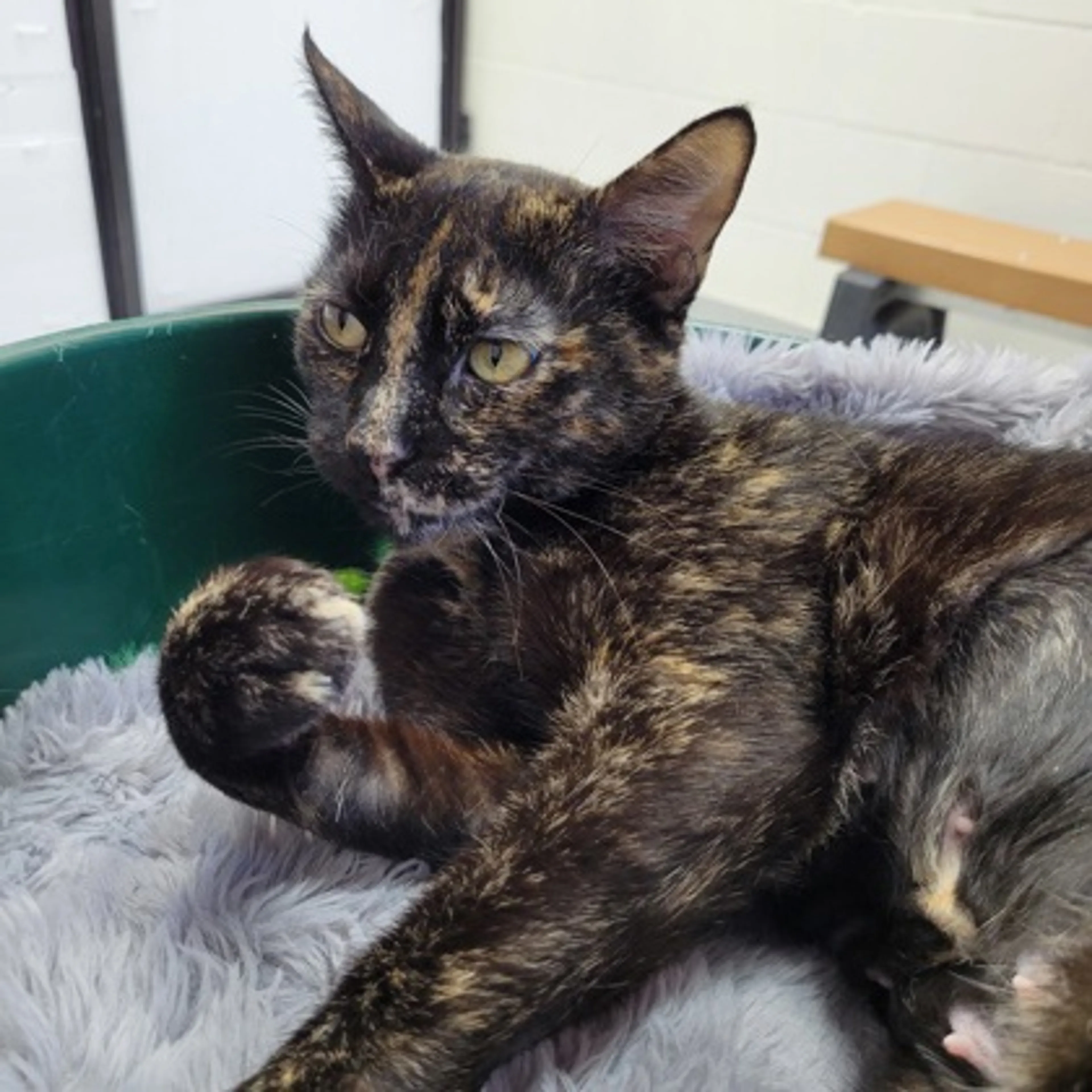 Found pet-1