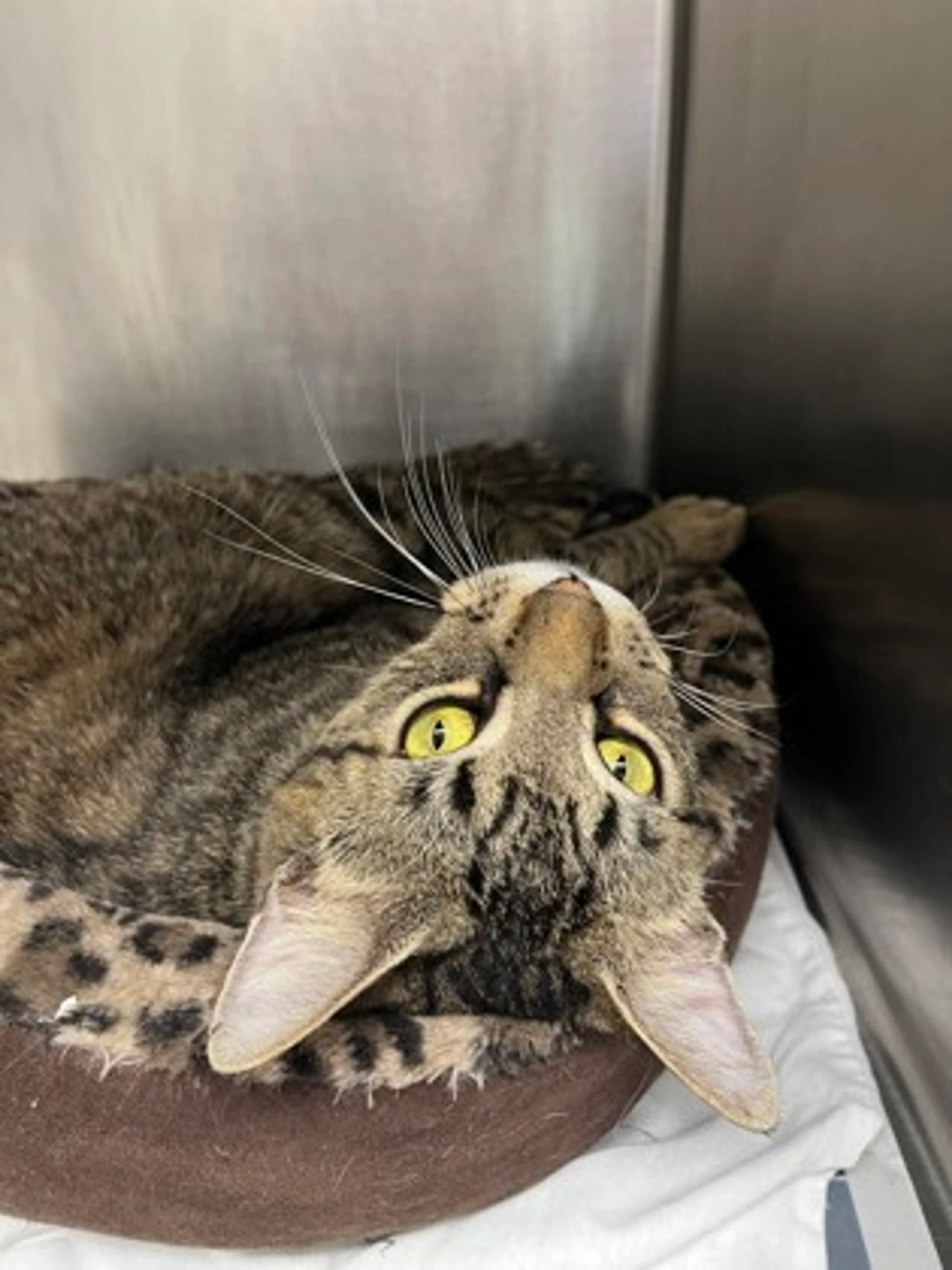 Found pet-1