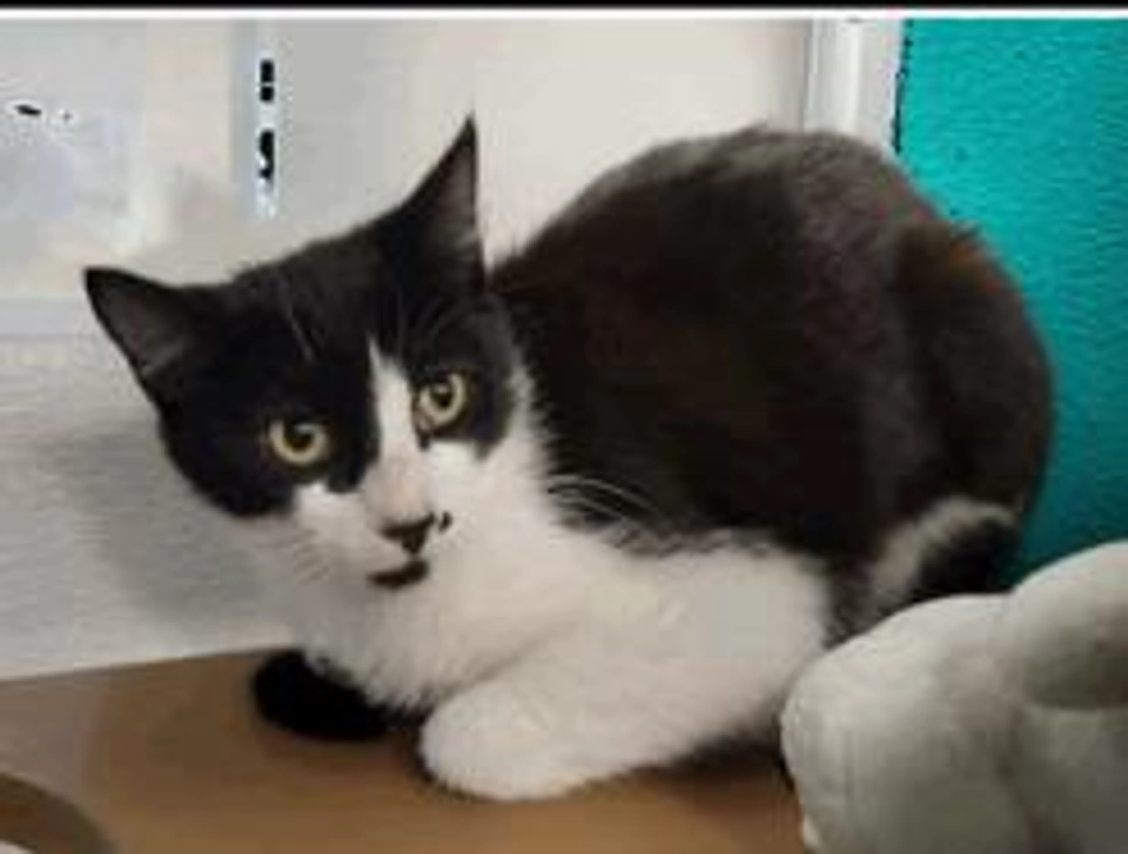 Found pet-1
