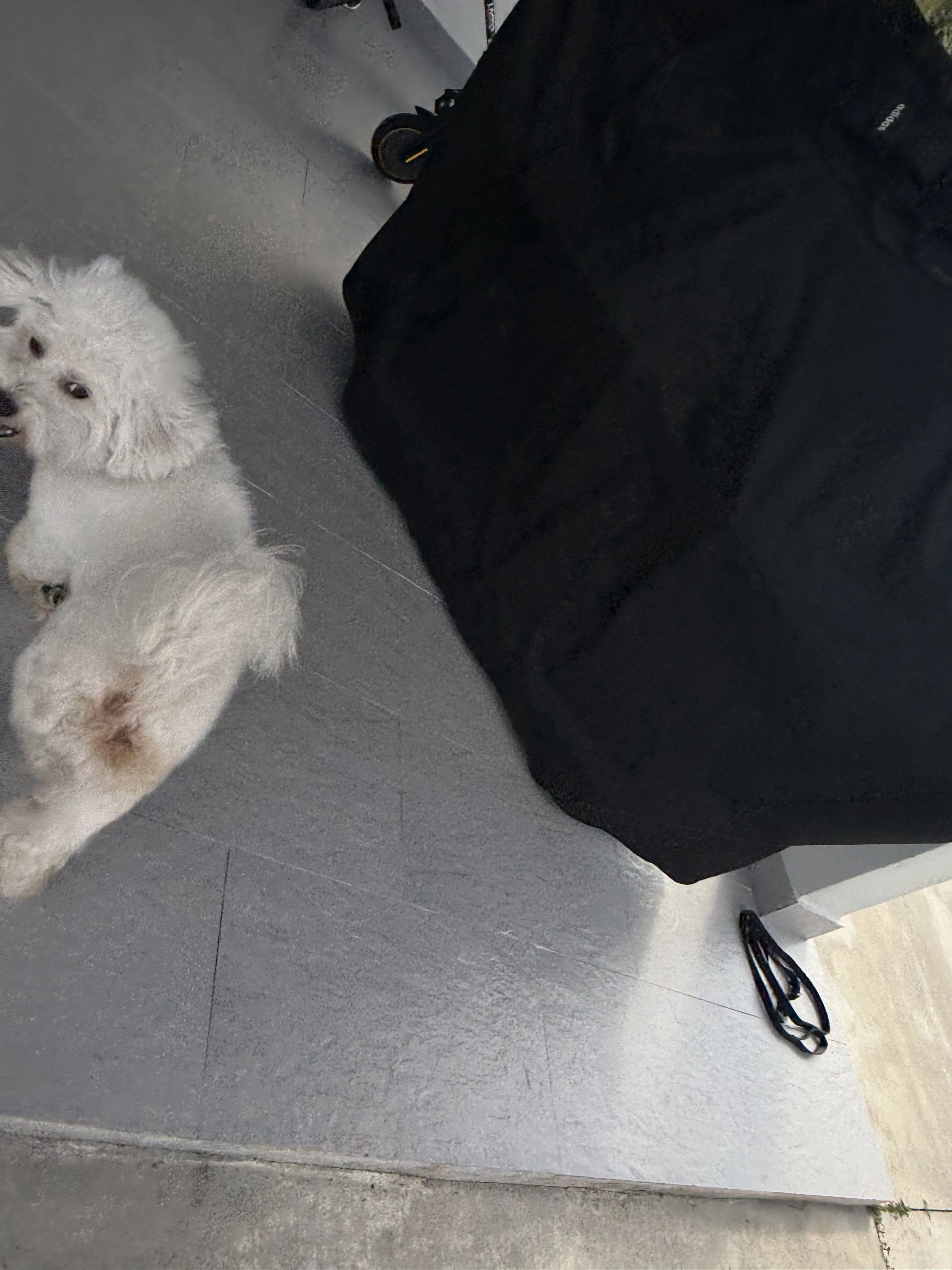 Lost pet