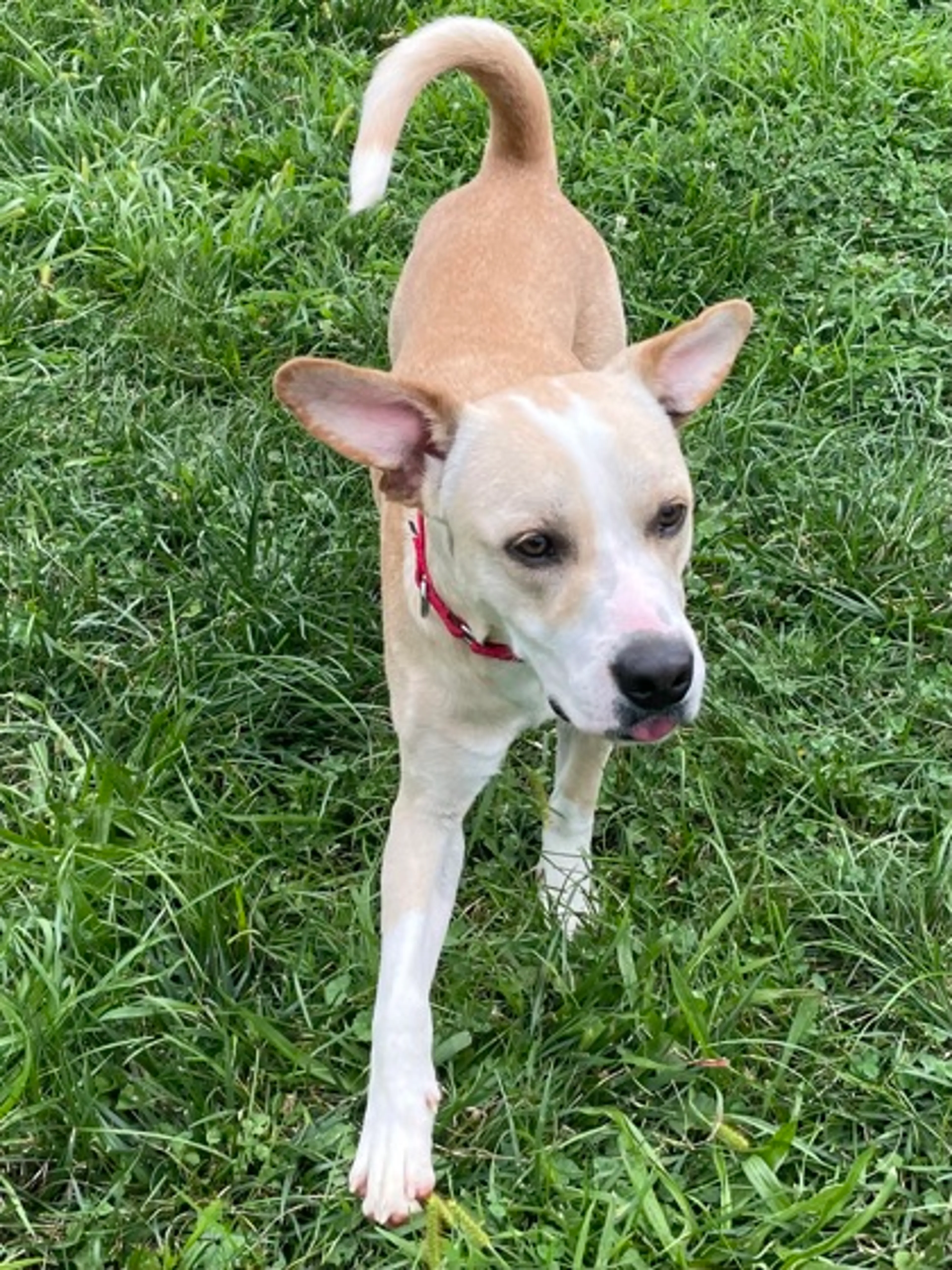 Found pet-2