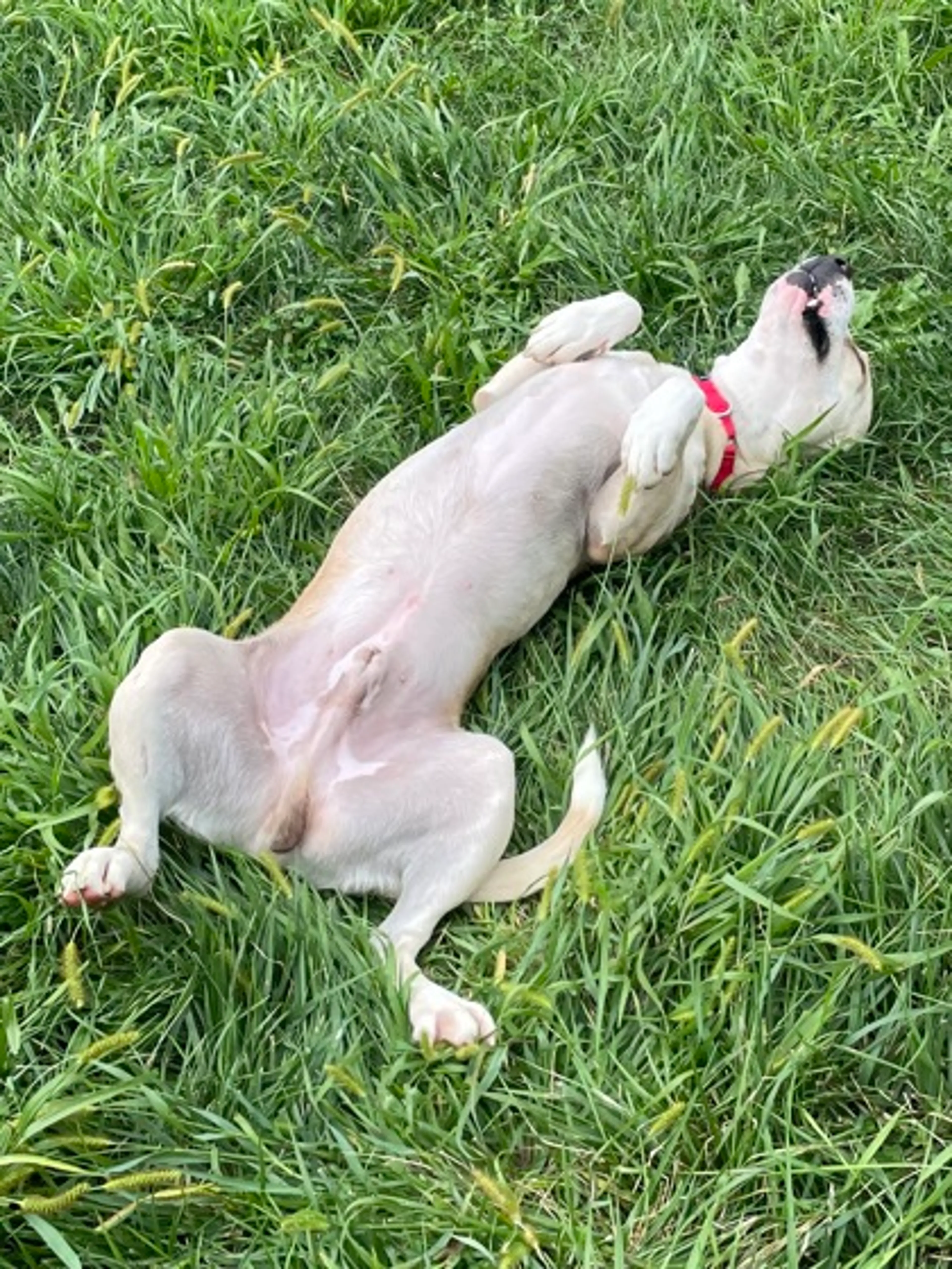 Found pet-1