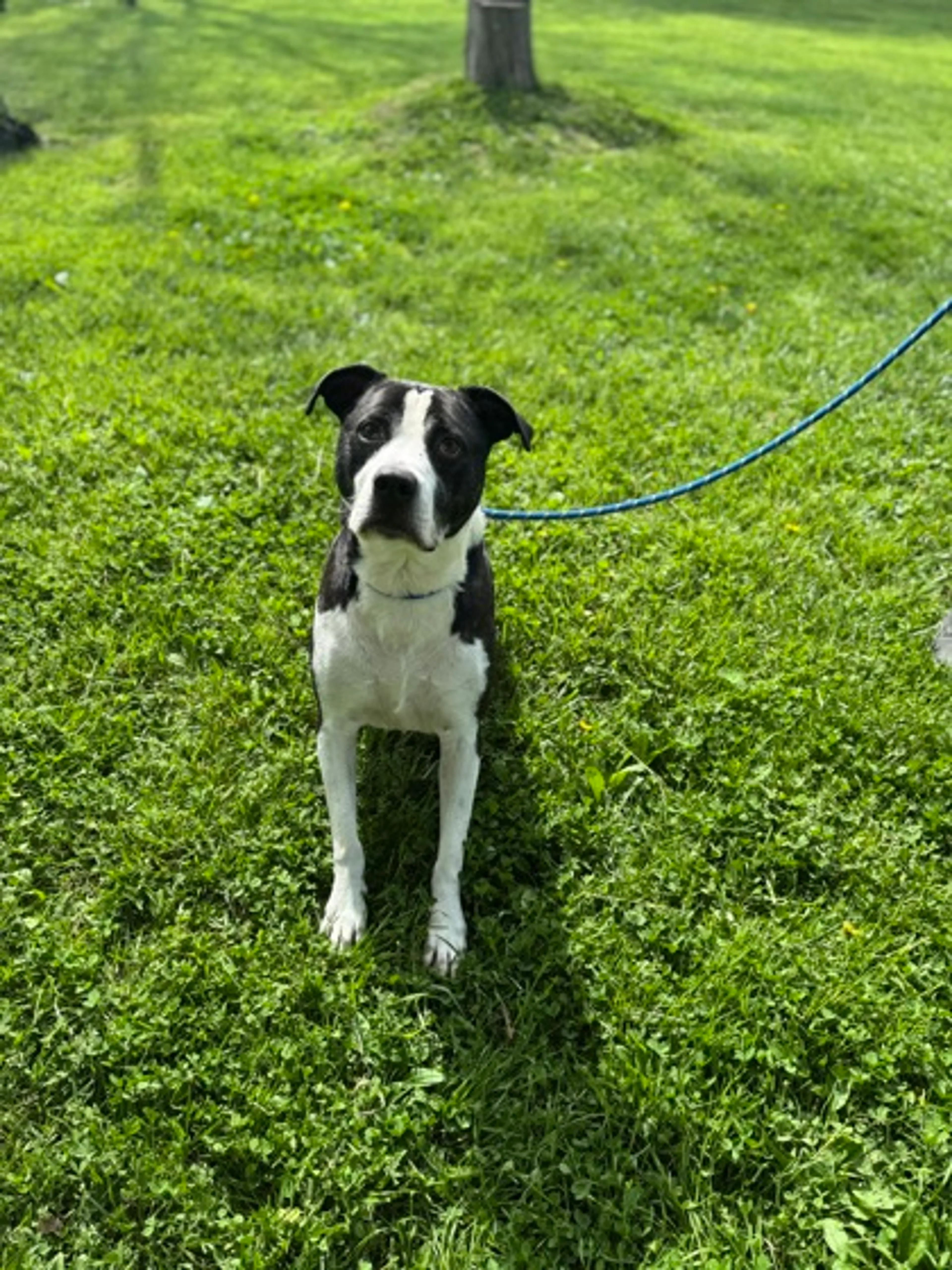 Found pet-1