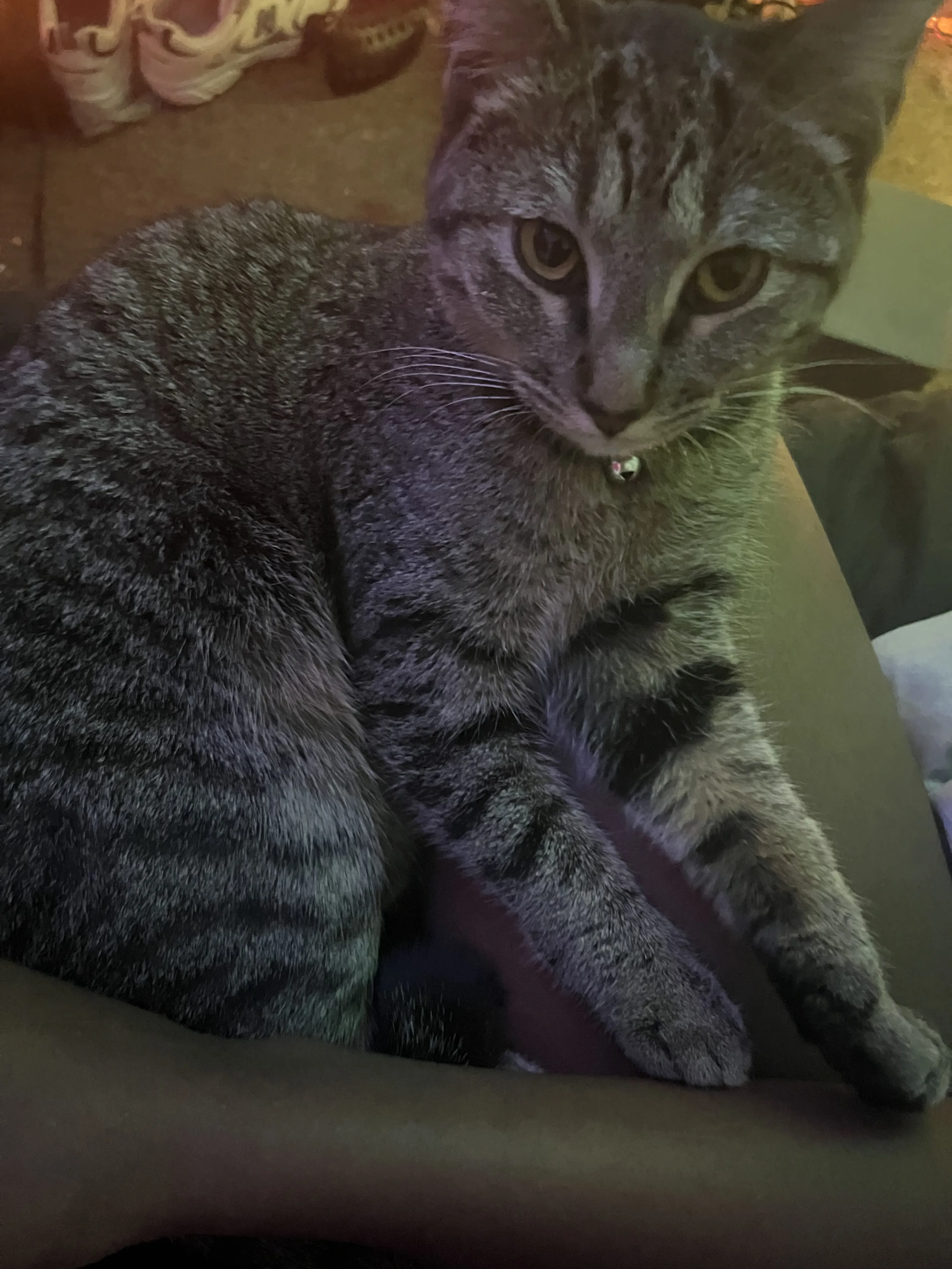 Lost pet-0