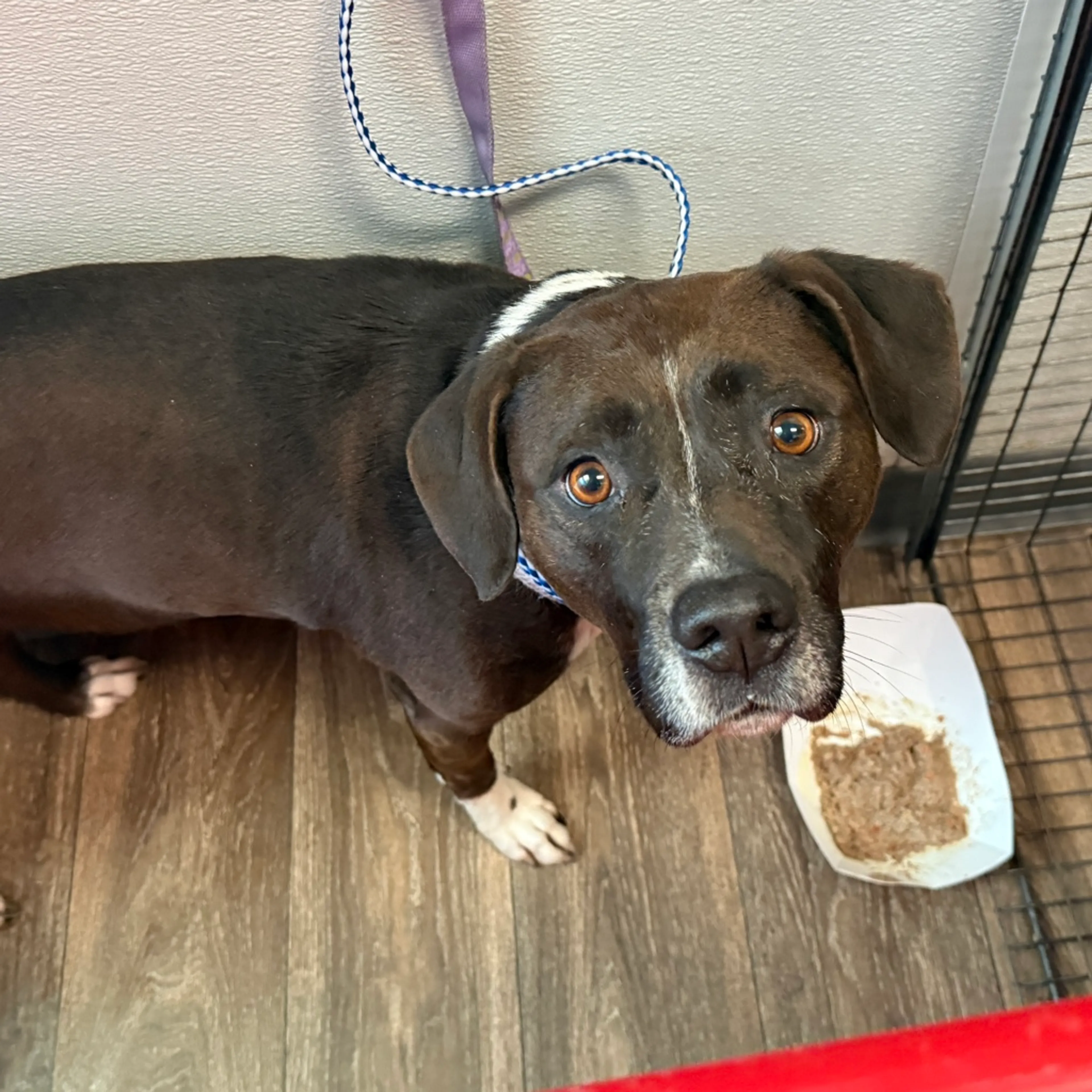 Found pet-3
