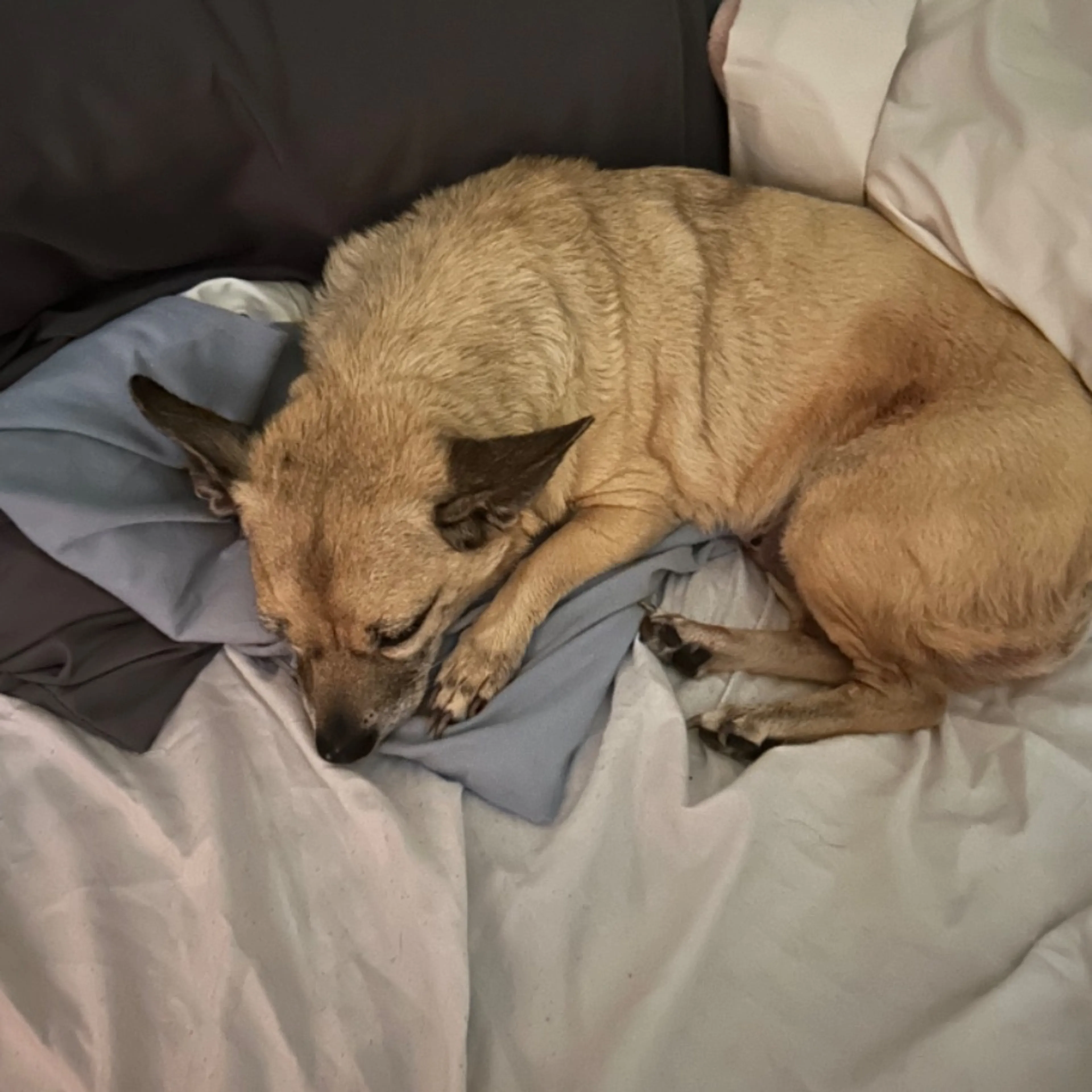 Lost pet