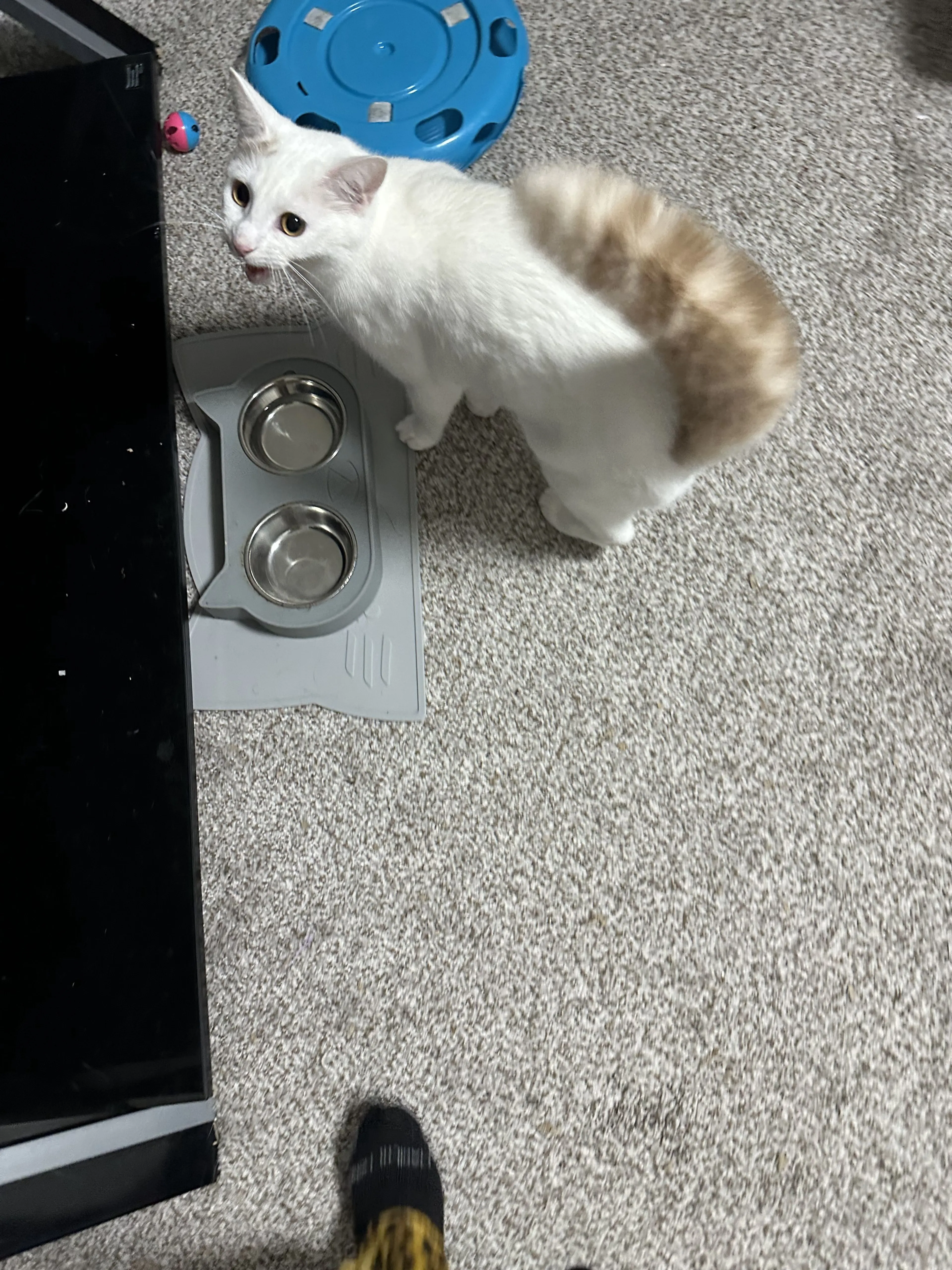 Lost pet-4