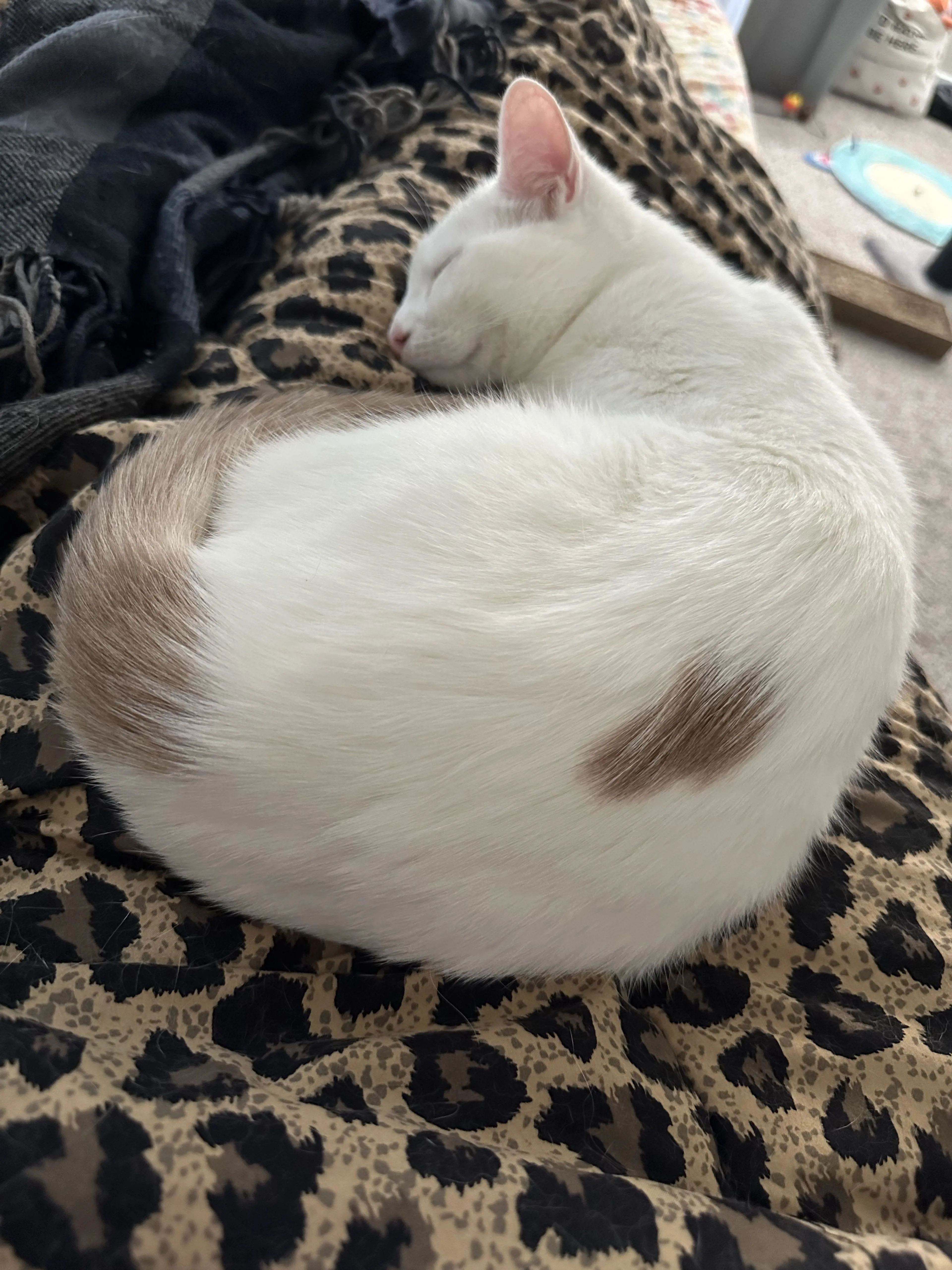 Lost pet-3