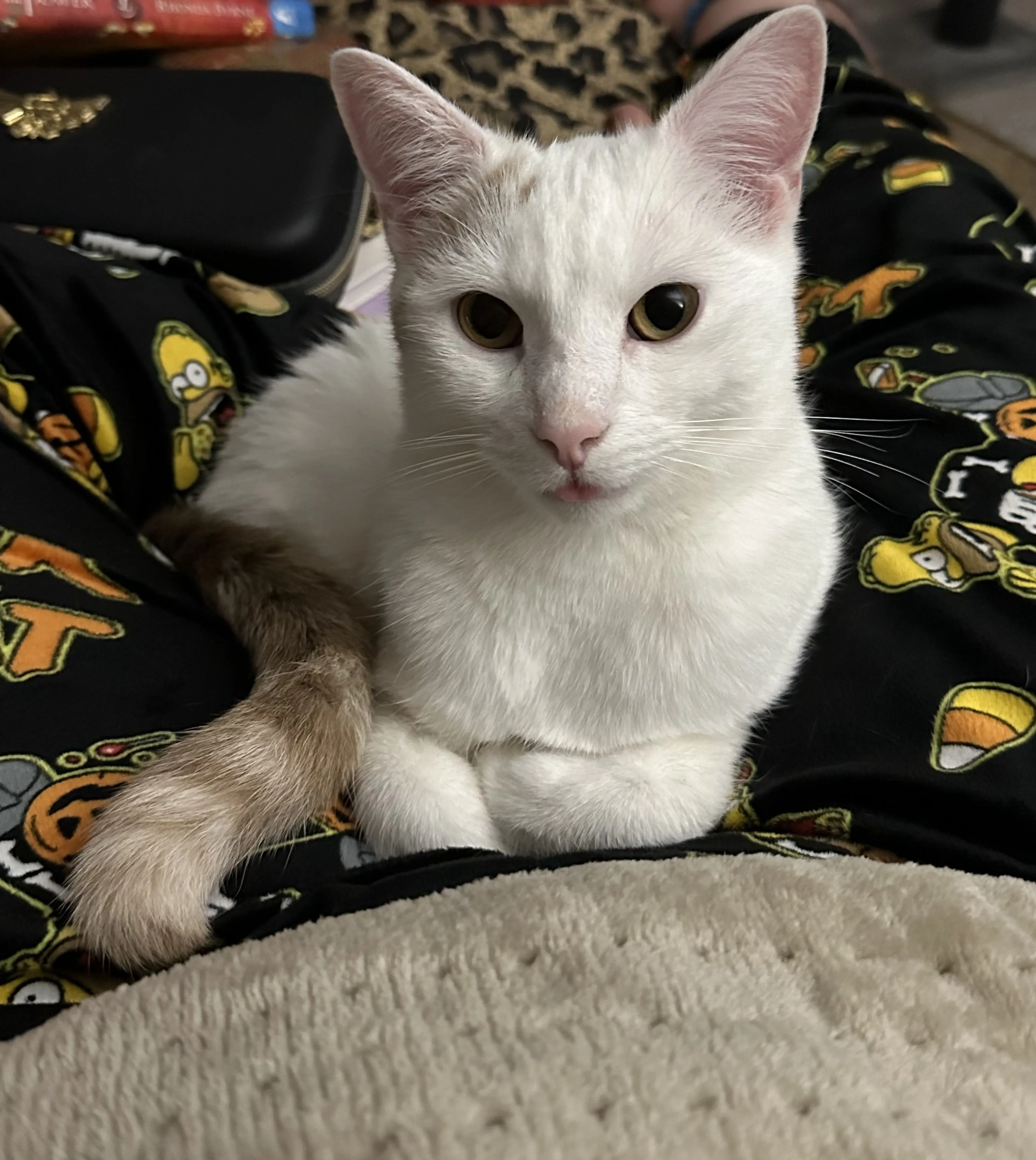 Lost pet-2