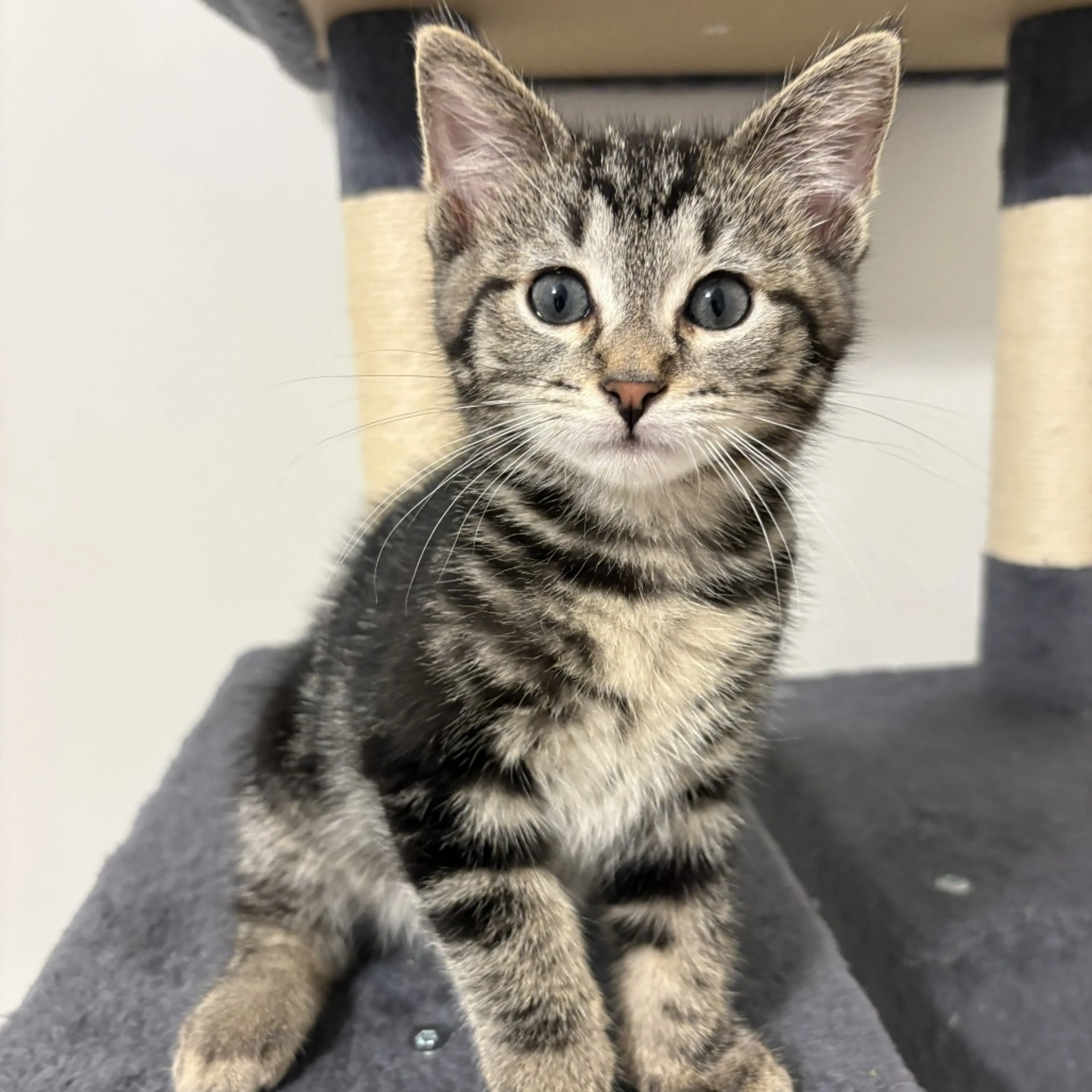 Found pet-2