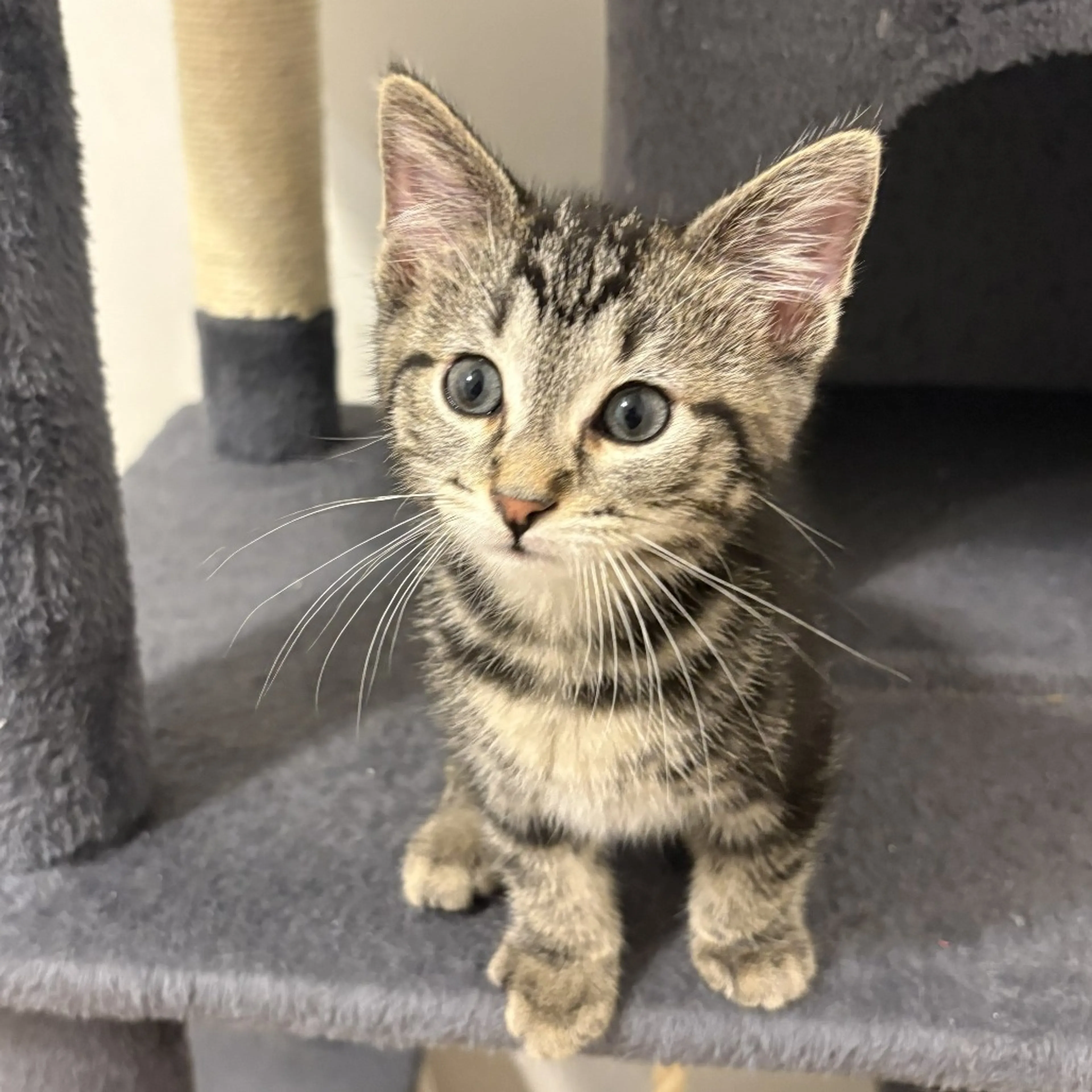 Found pet-1