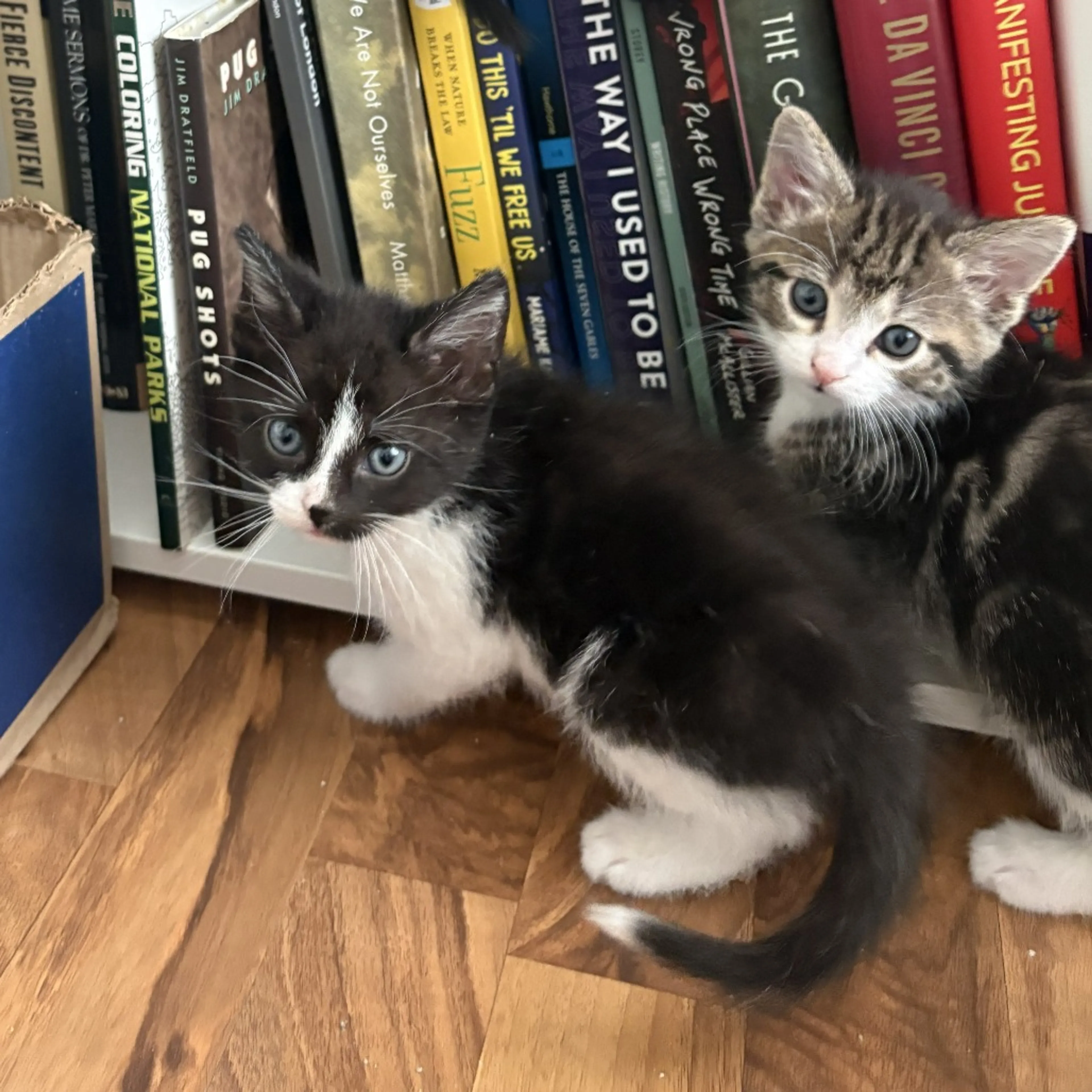Found pet-2