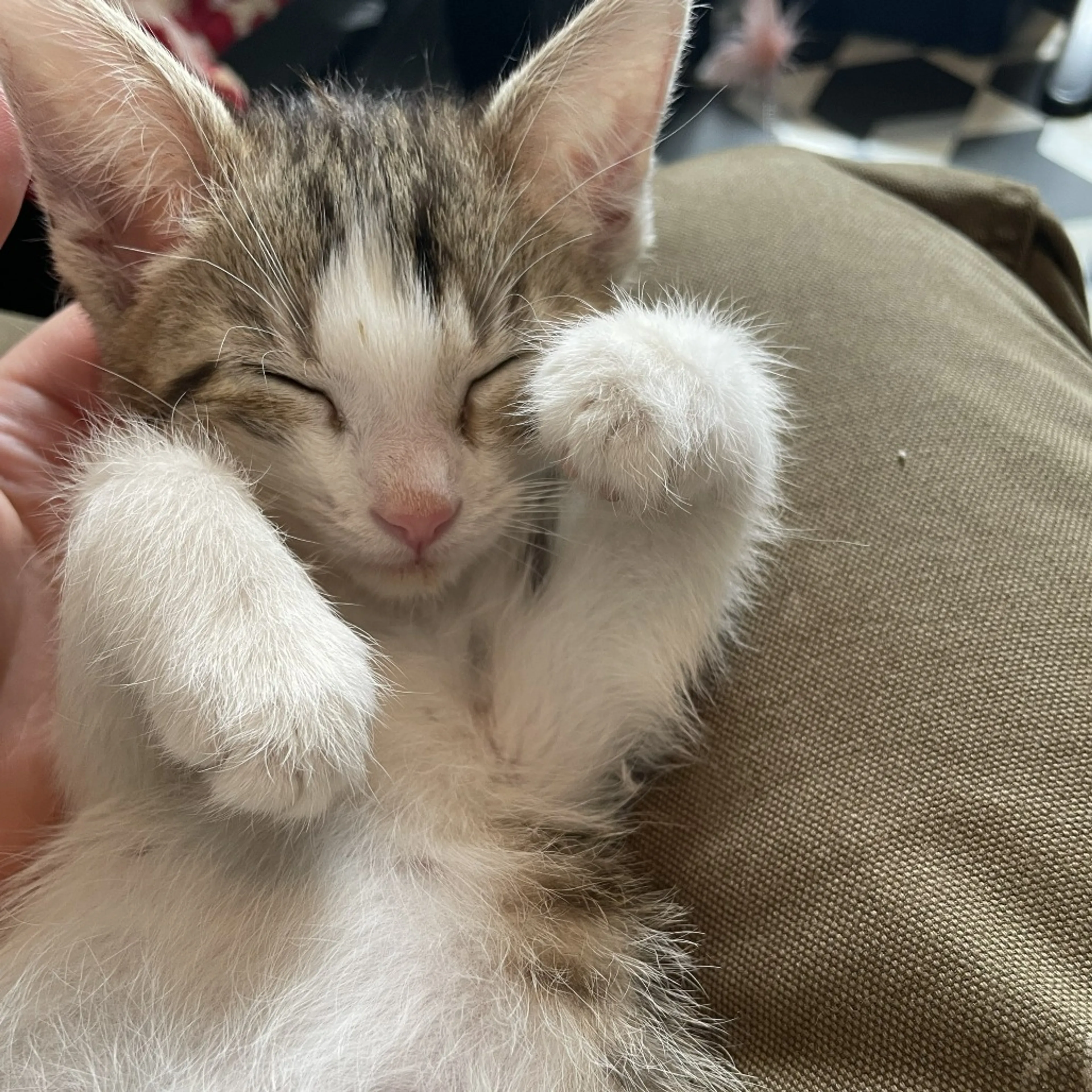 Found pet-1