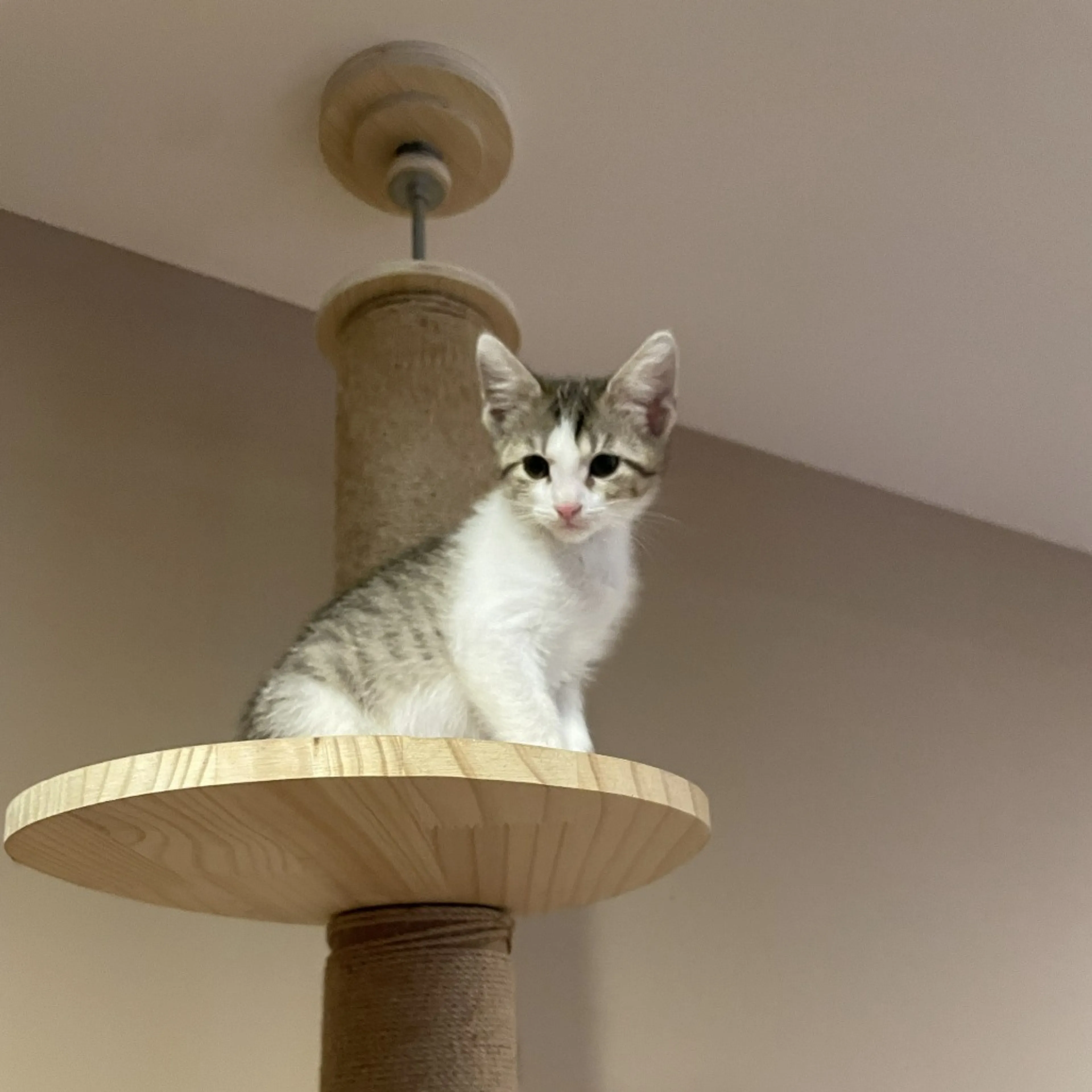 Found pet-0