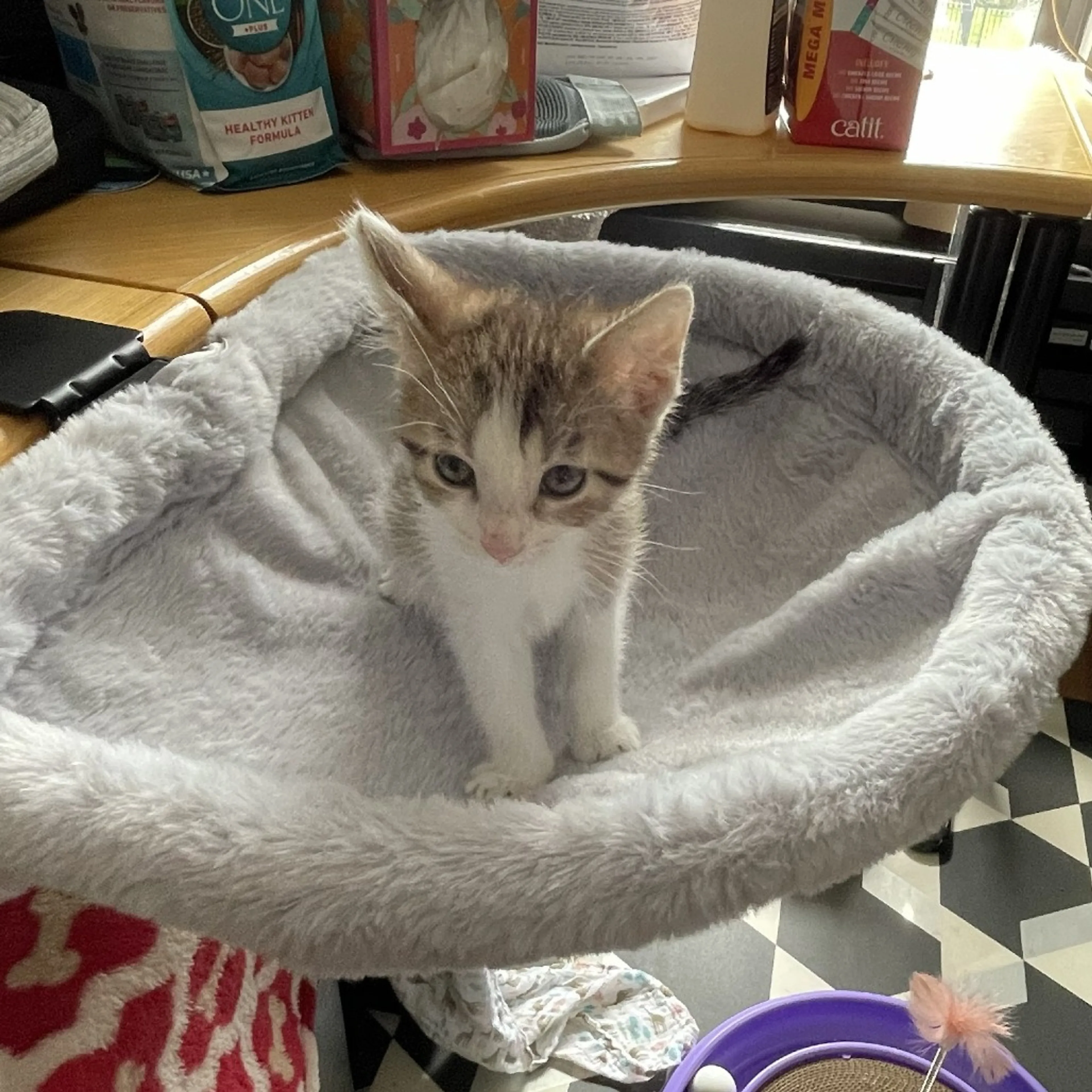 Found pet-2