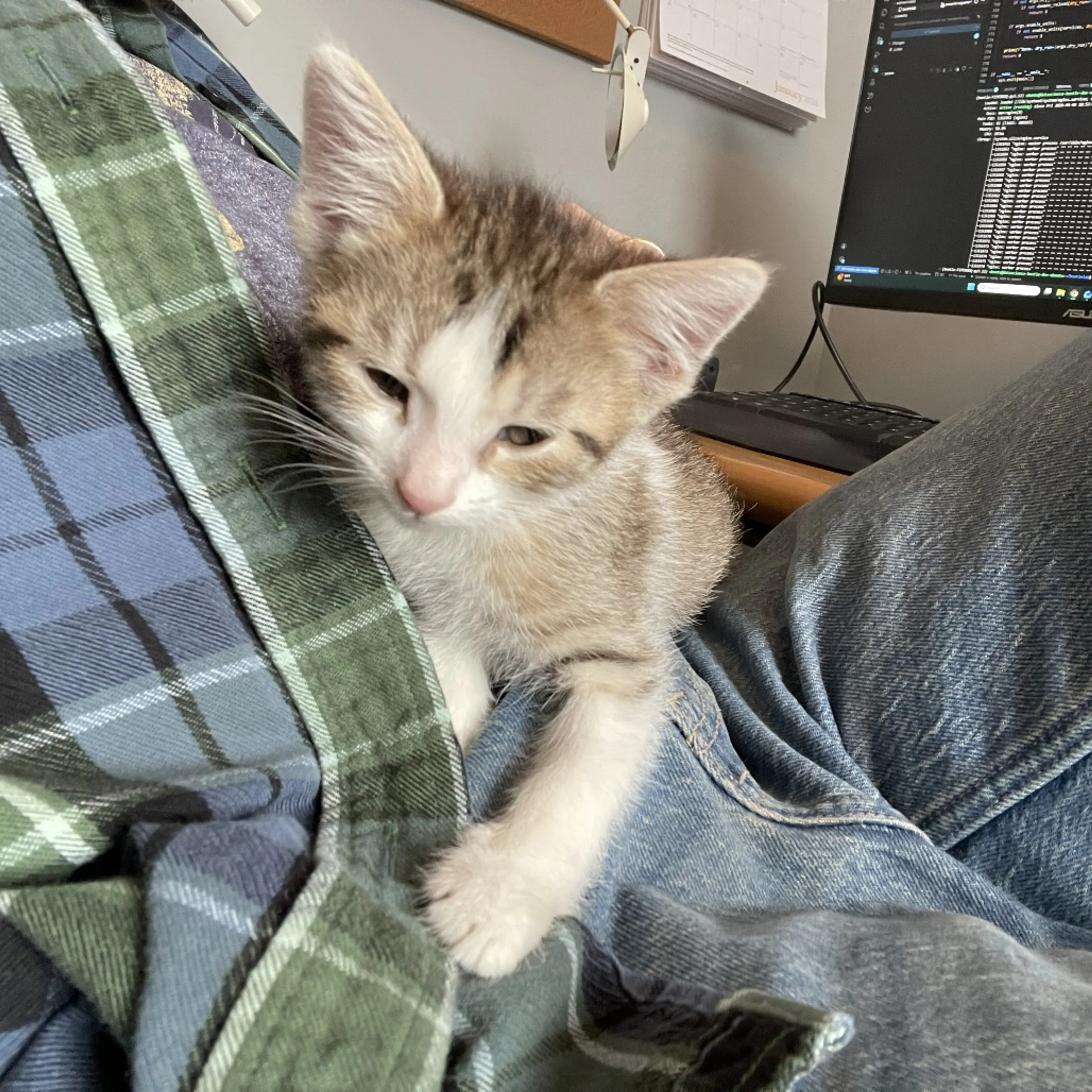 Found pet-3