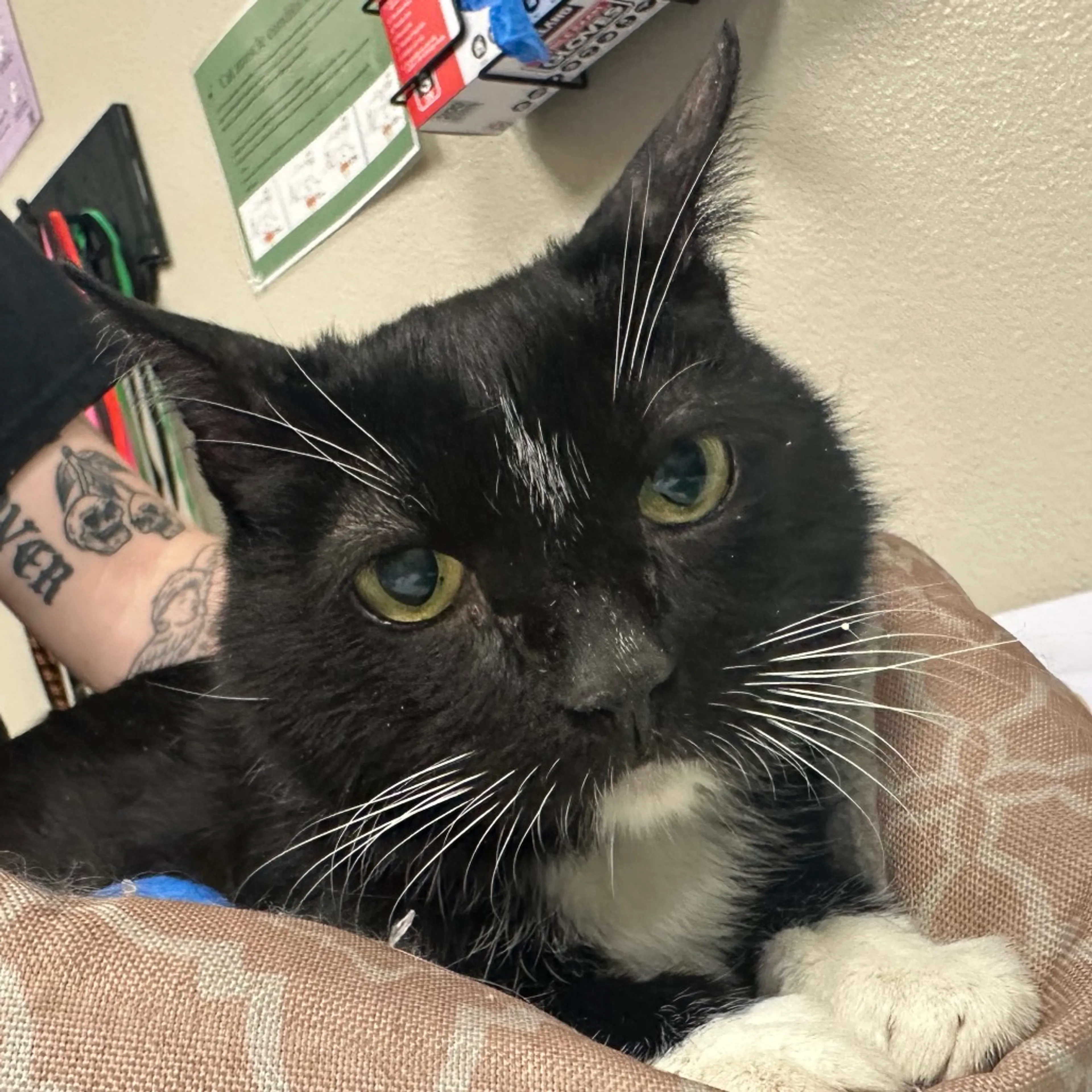 Found pet-1
