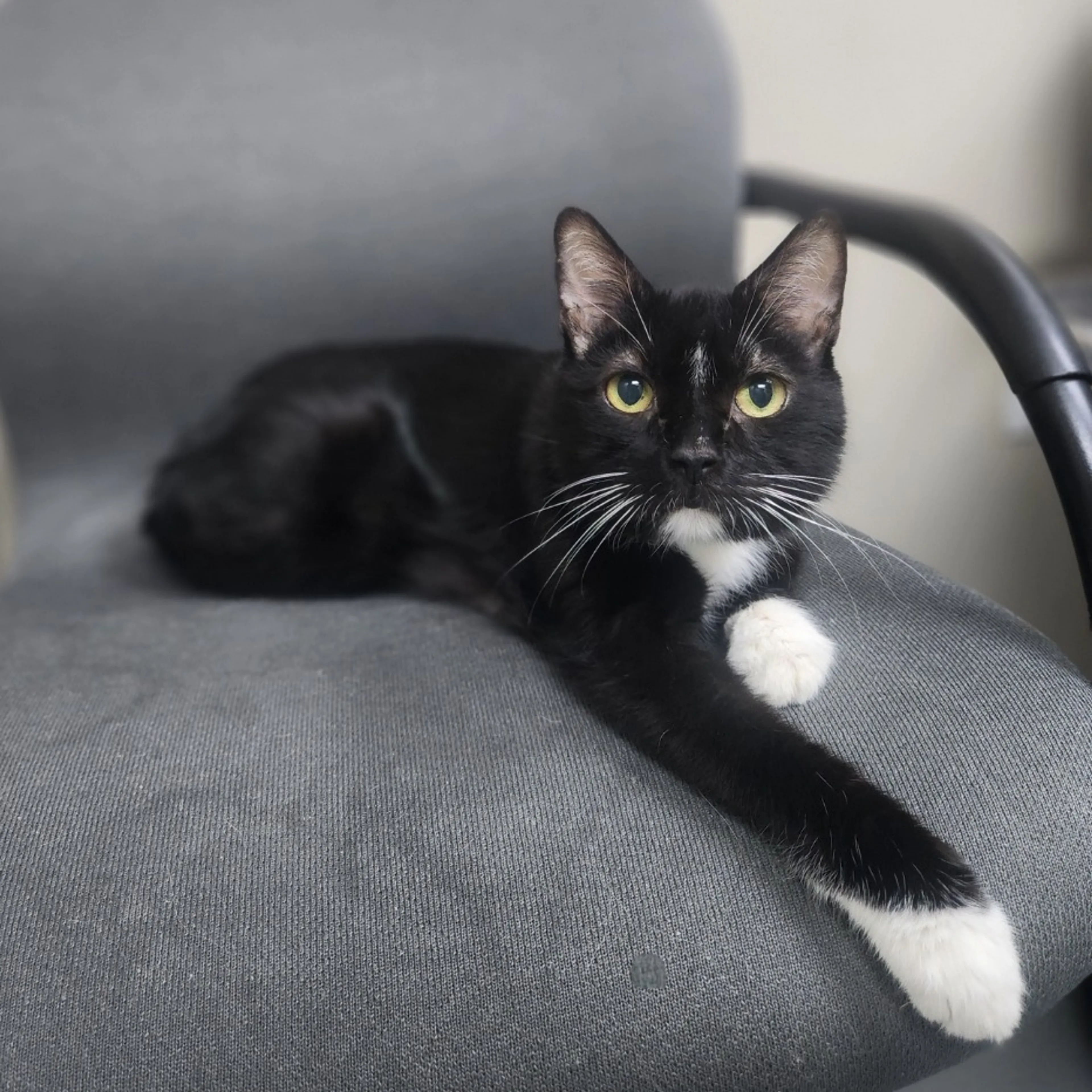 Found pet-0