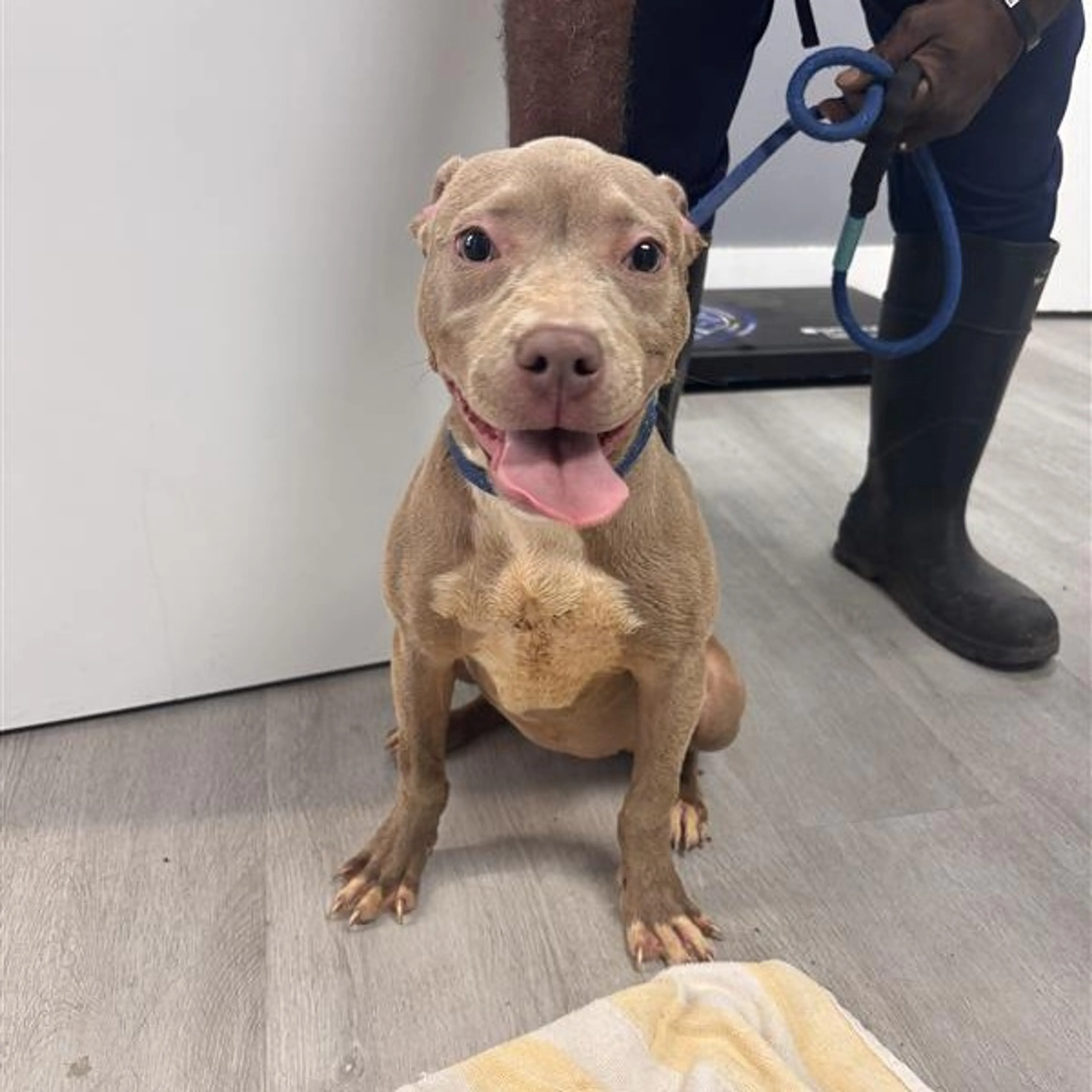 Found pet