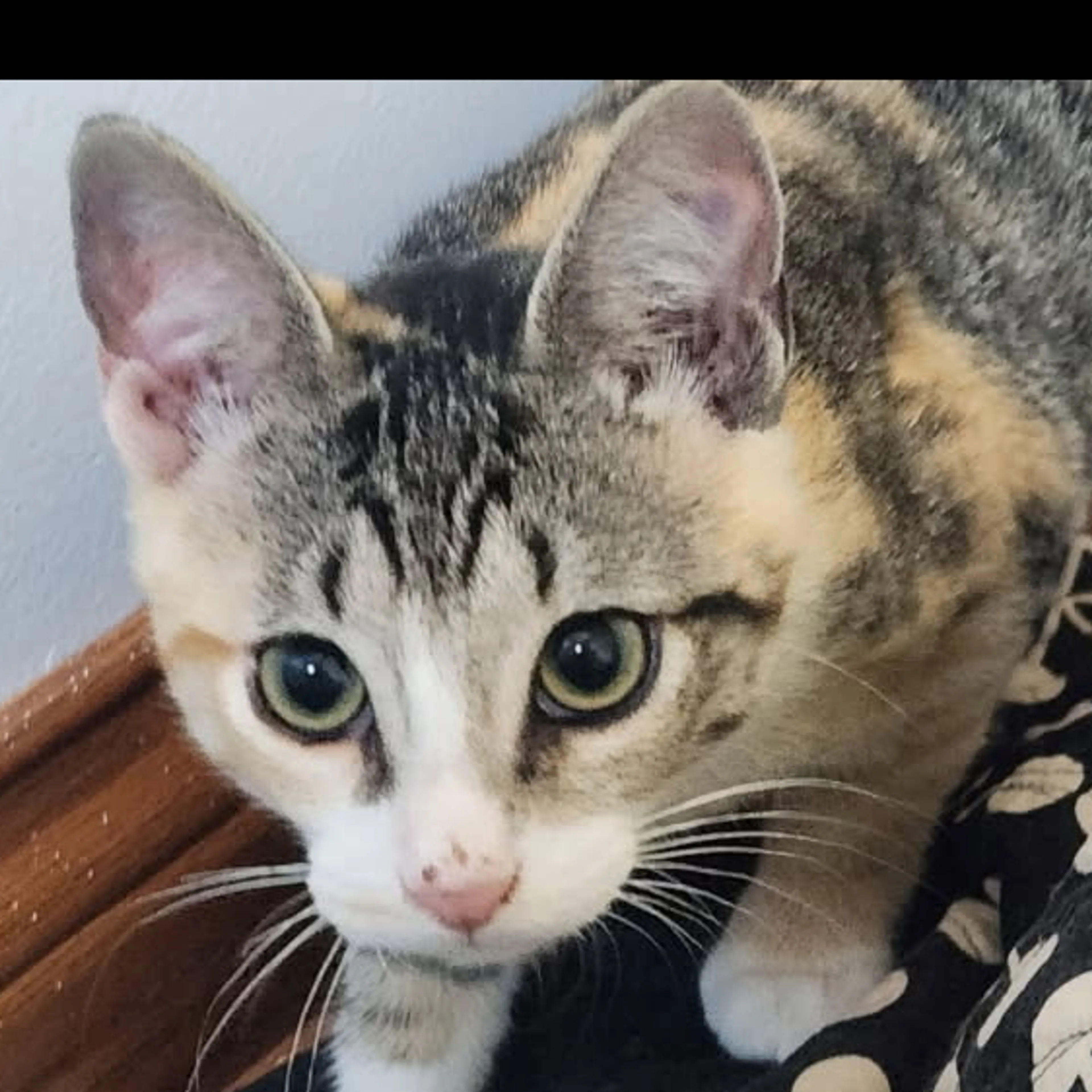 Lost pet-1