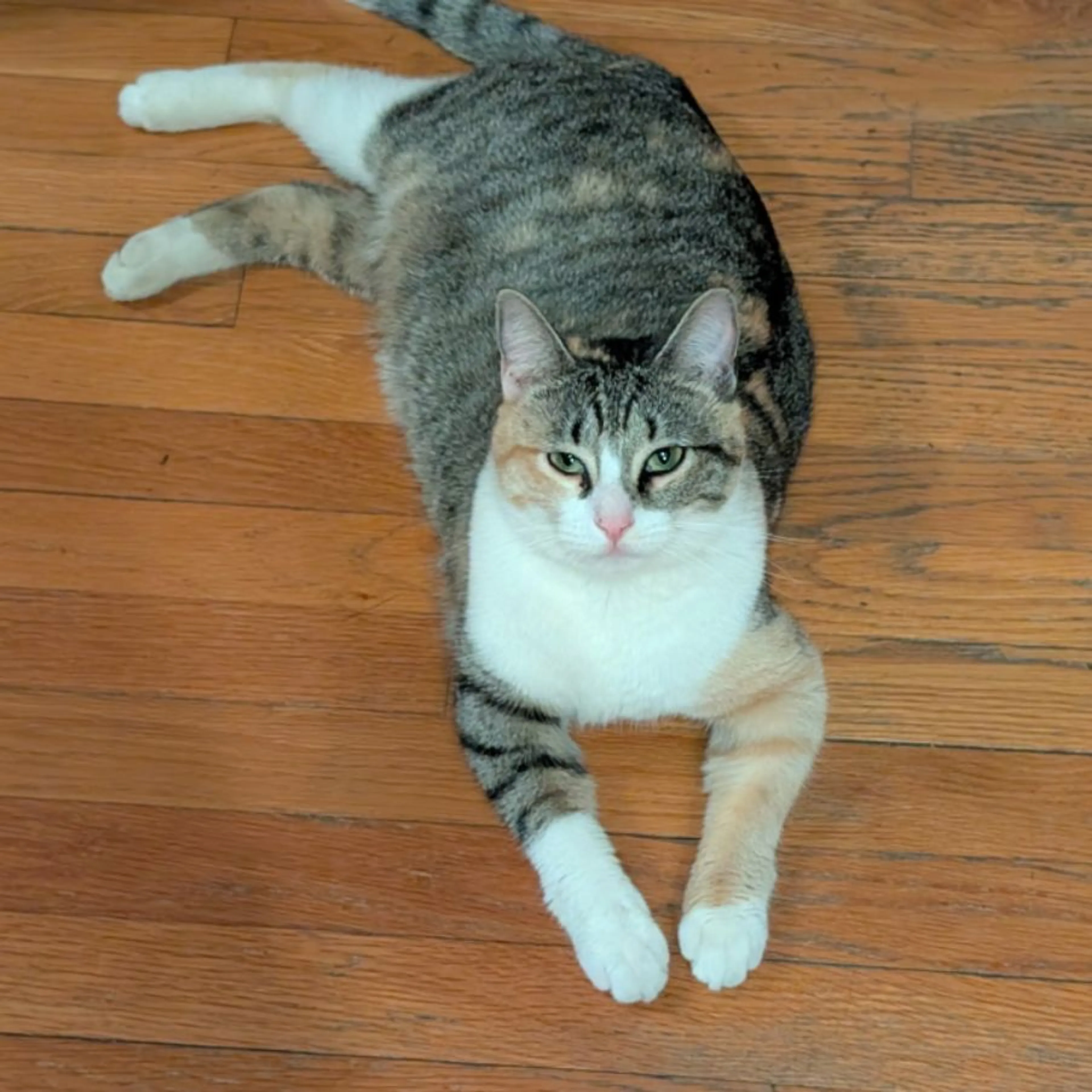 Lost pet-0