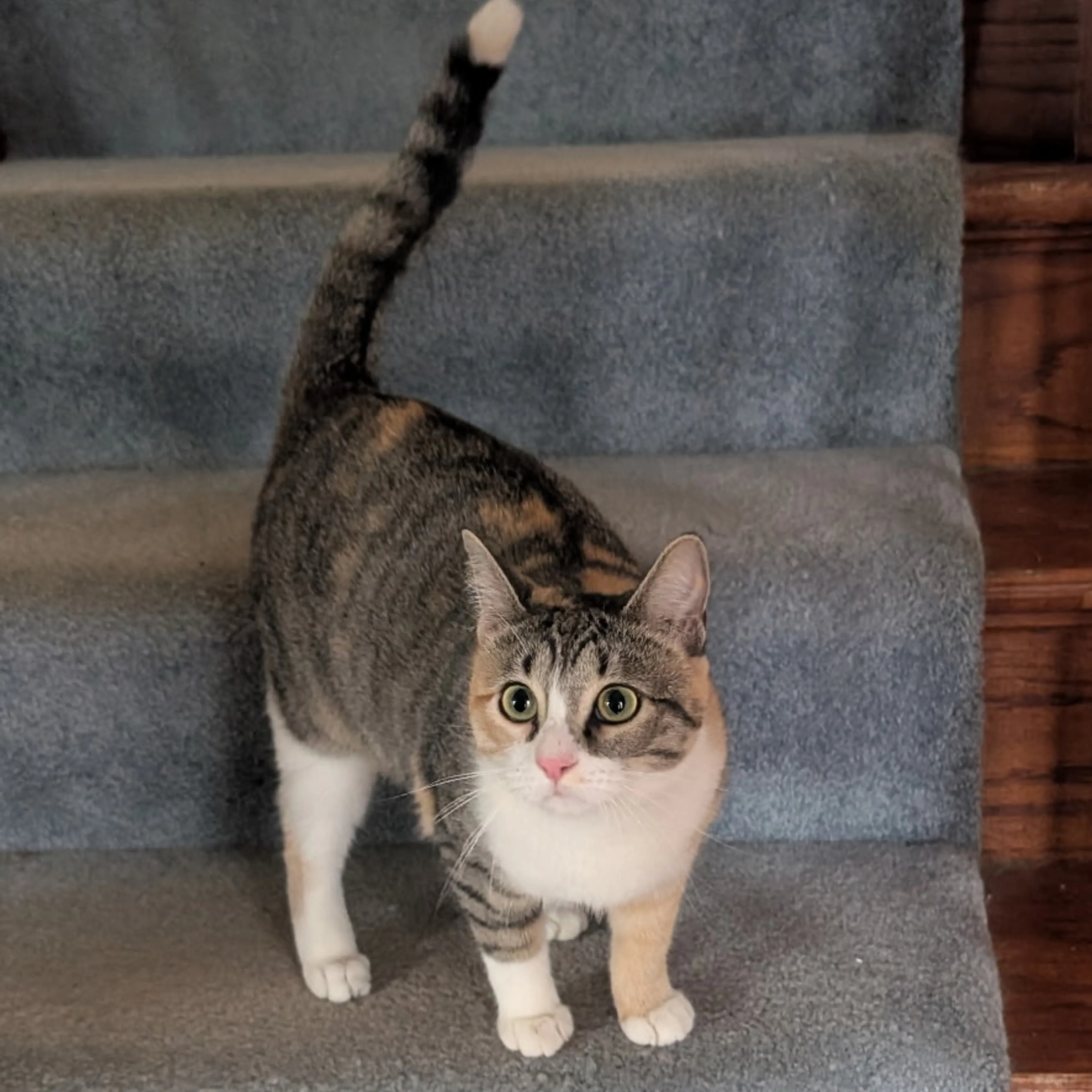 Lost pet-2