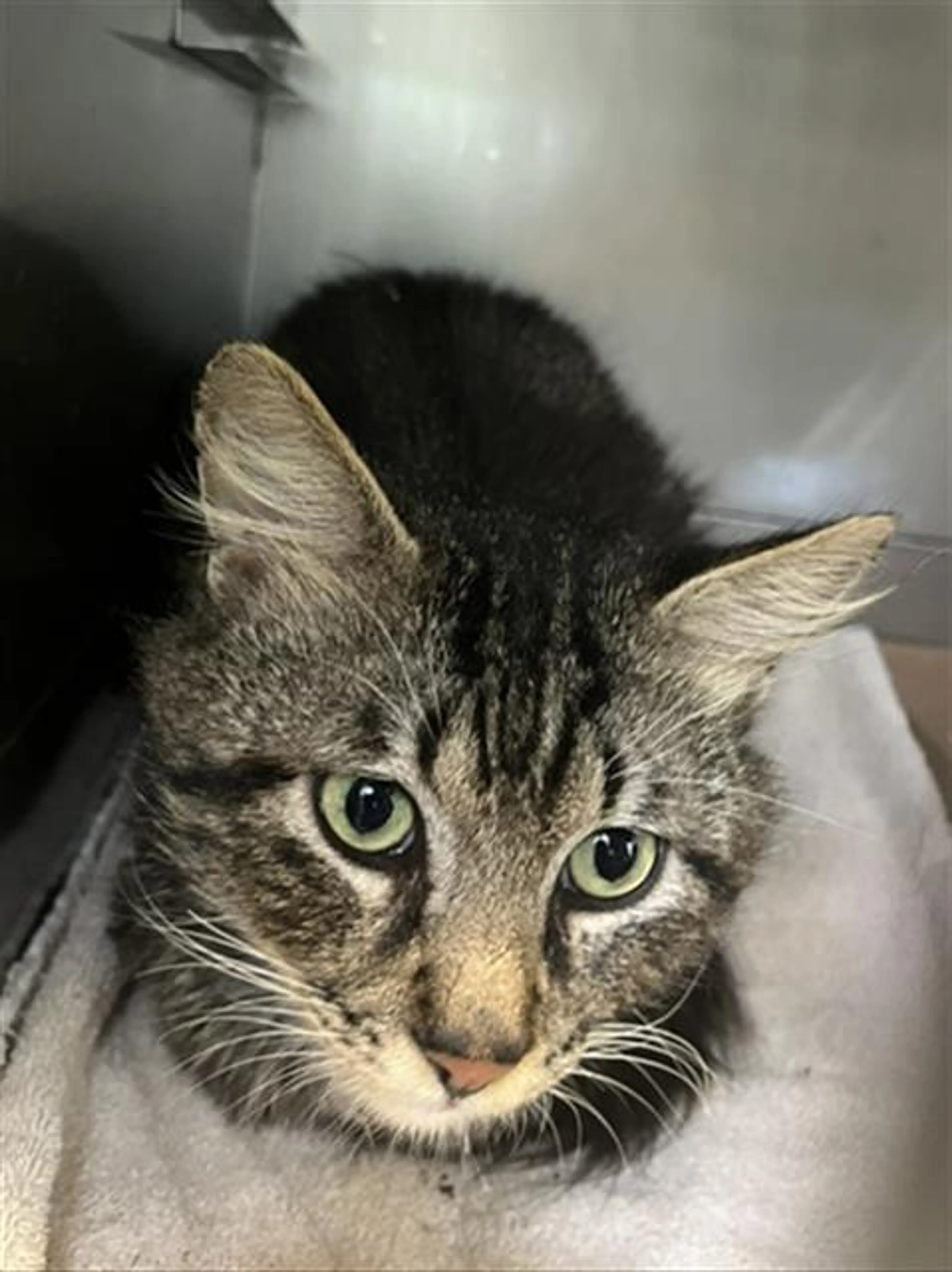 Found pet
