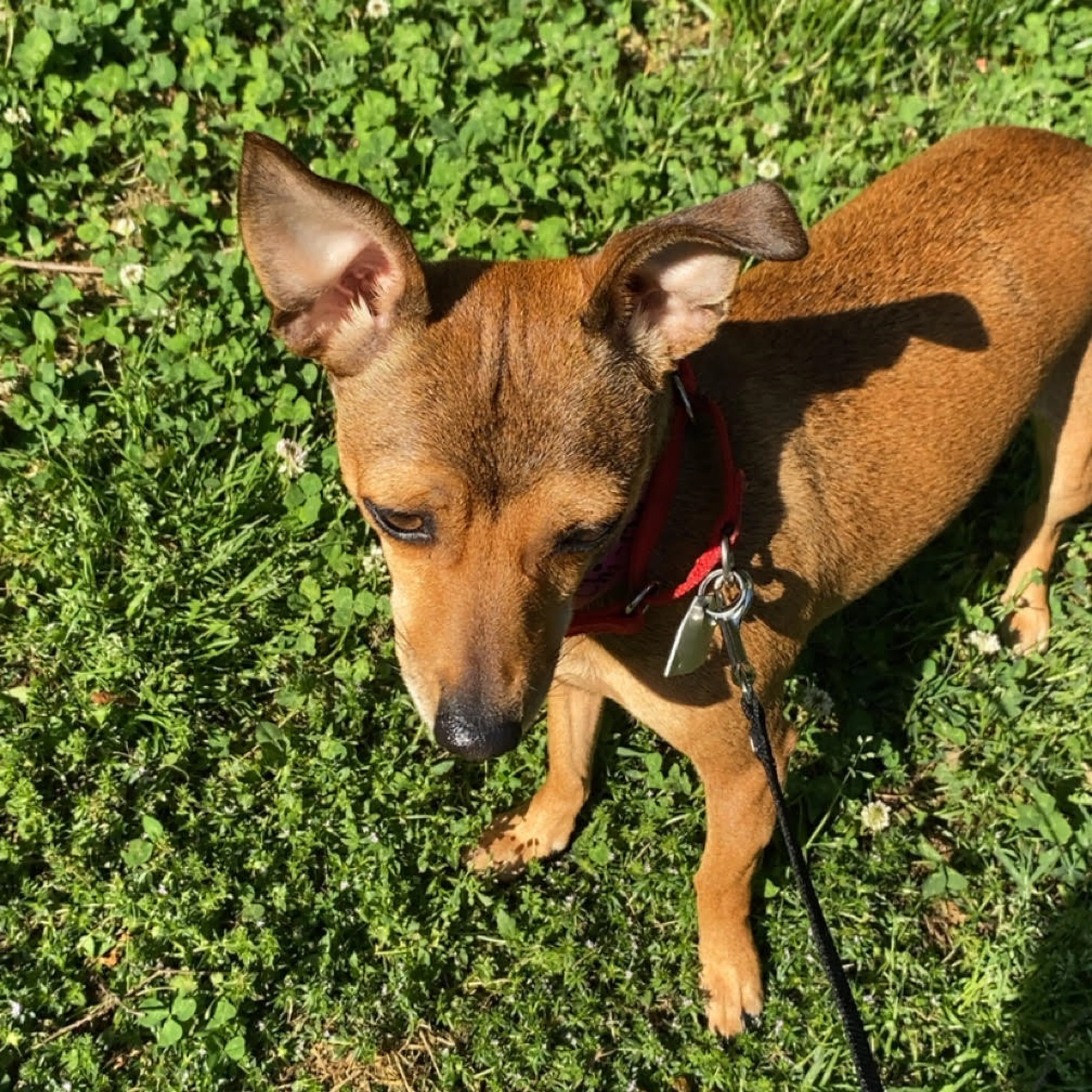 Found pet-3