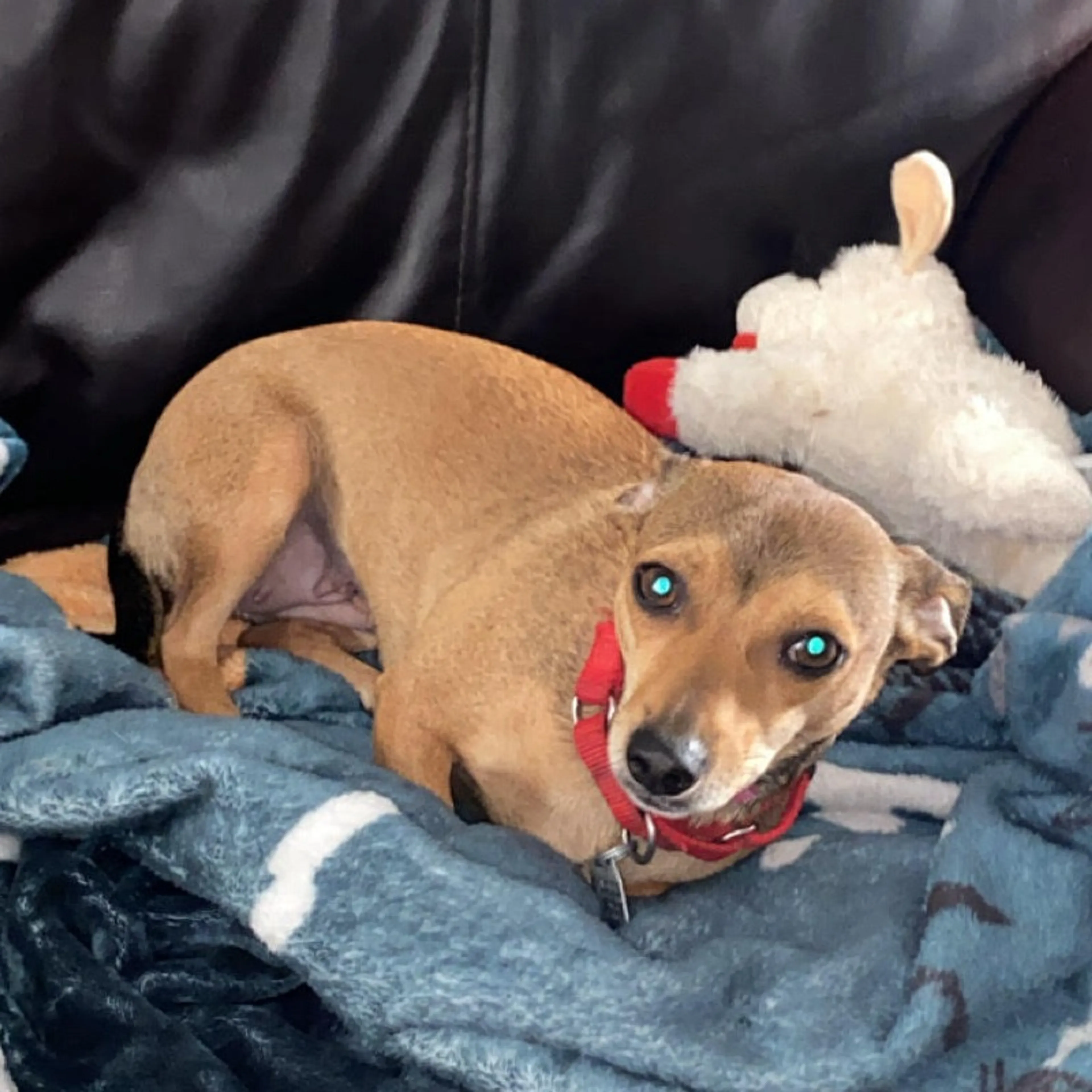 Found pet-6