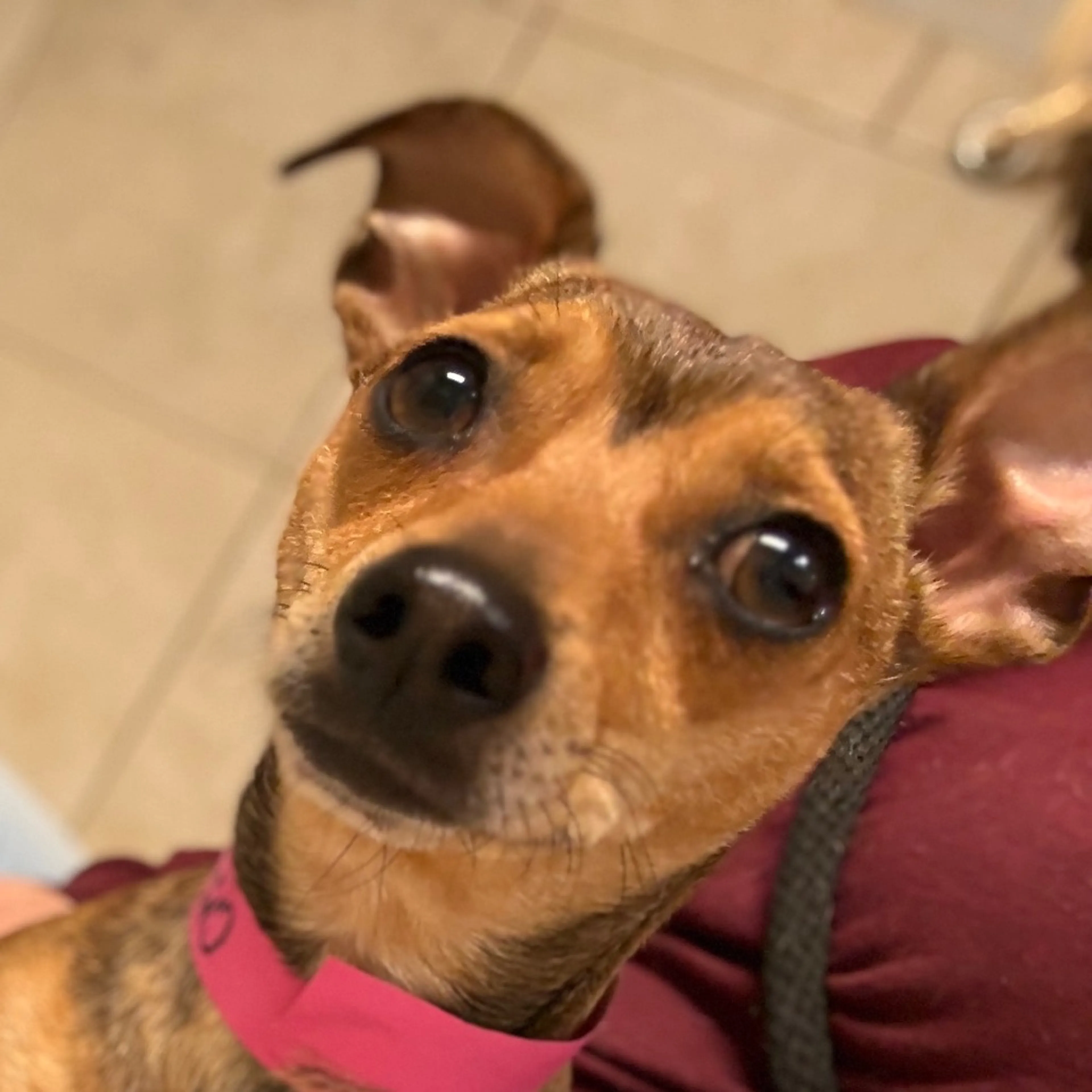 Found pet-2