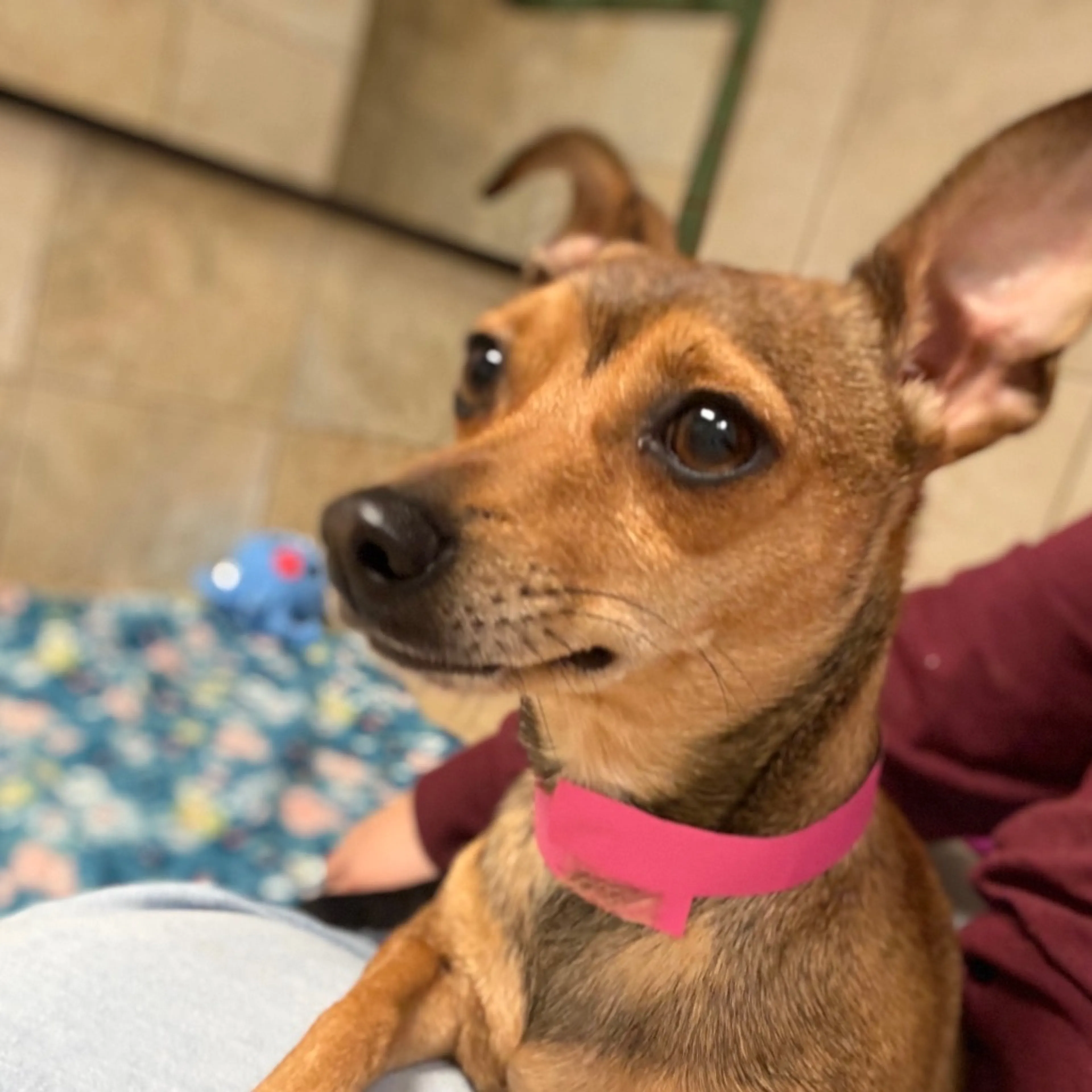 Found pet-1