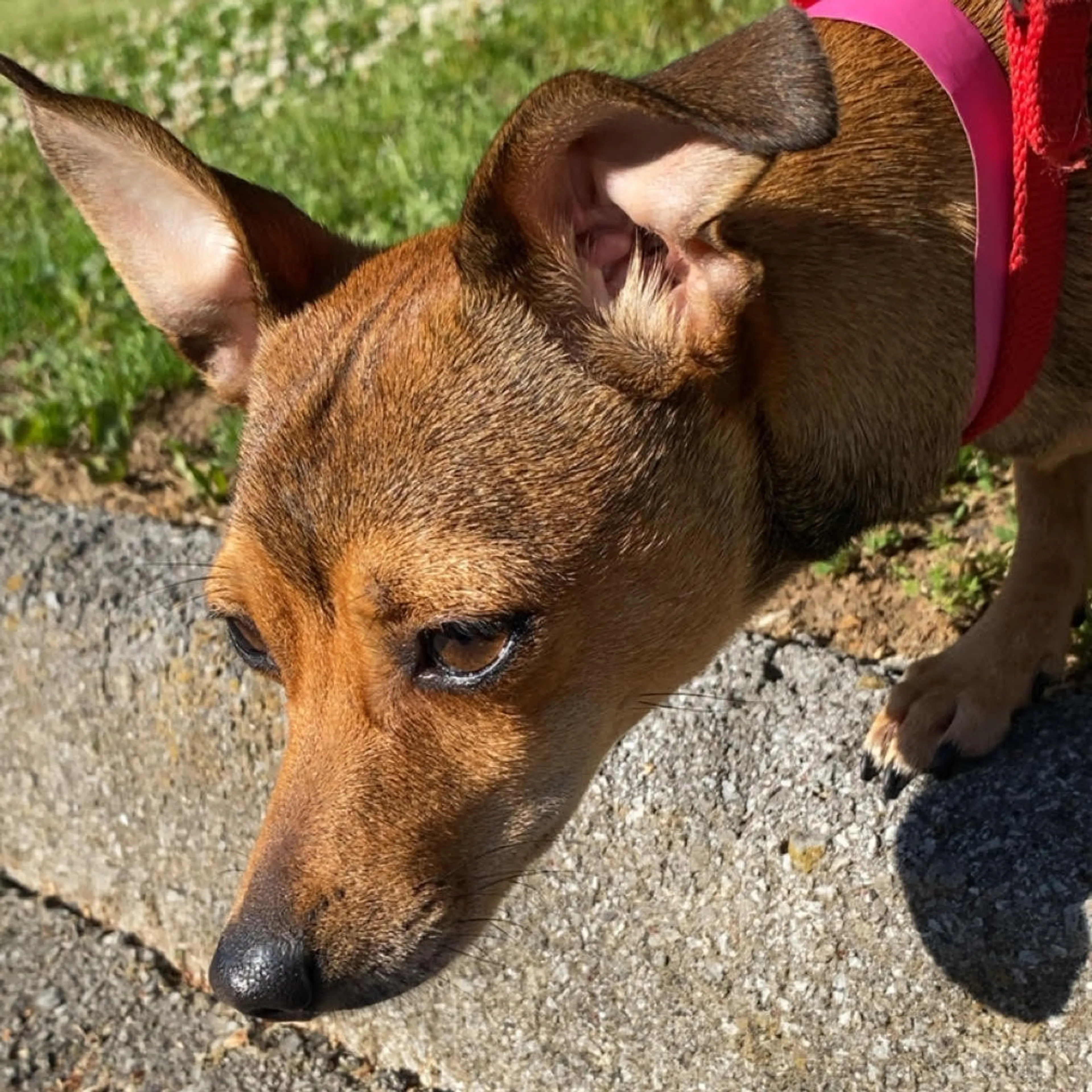 Found pet-5